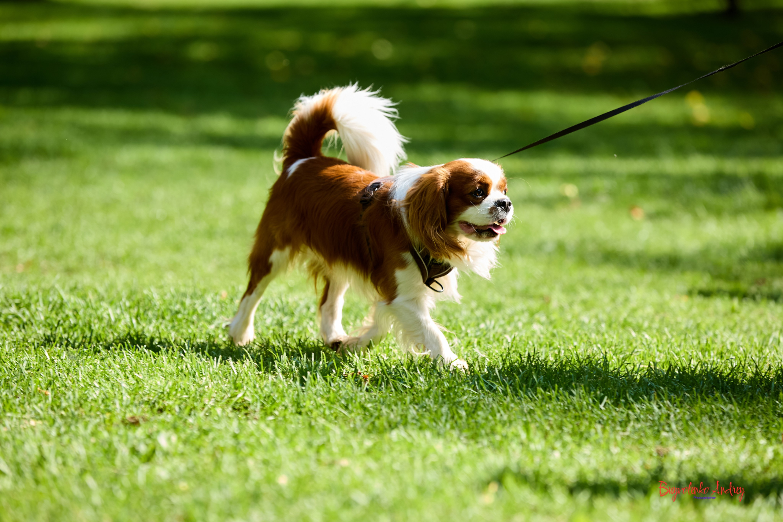 Фотопрогулка с кавалерами. Buyvolenko Andrey