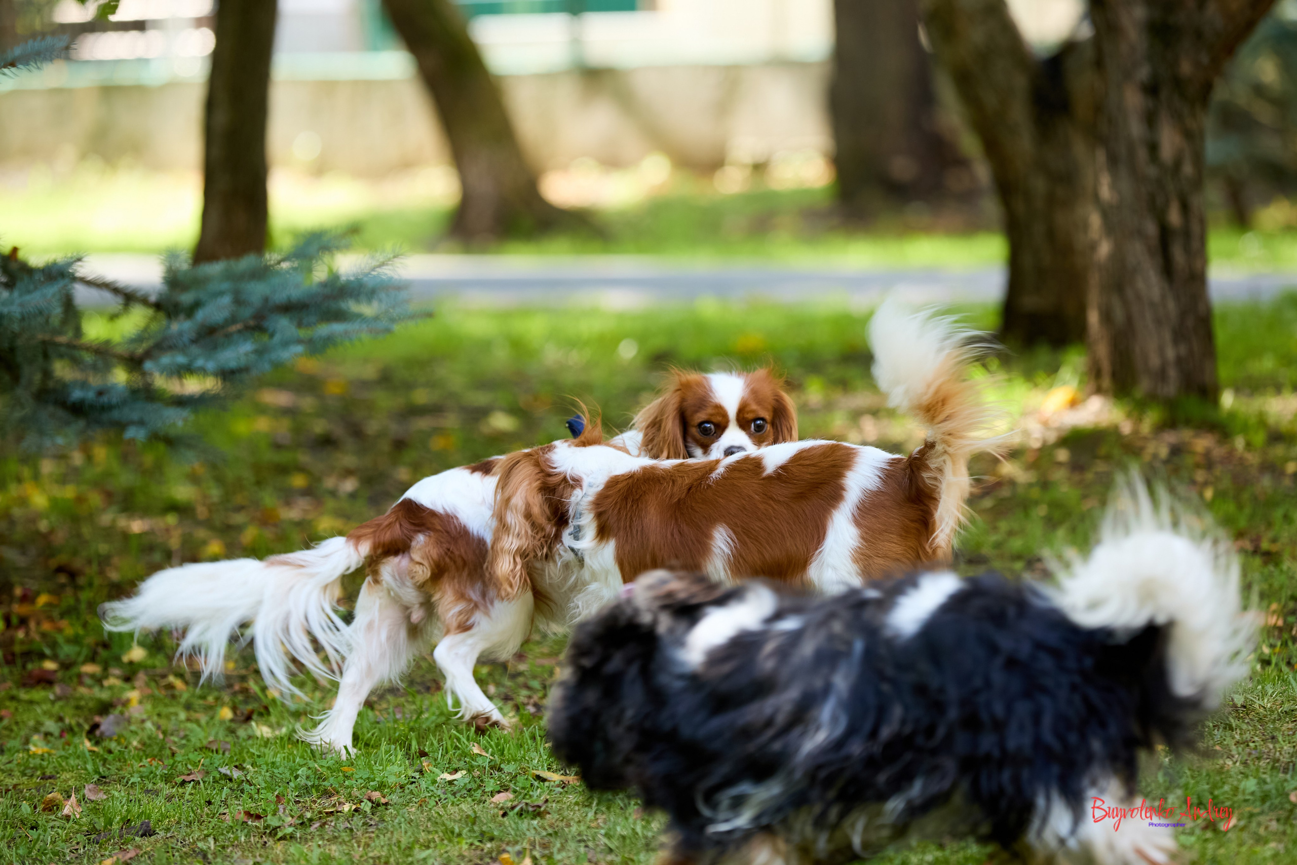 Фотопрогулка с кавалерами. Buyvolenko Andrey