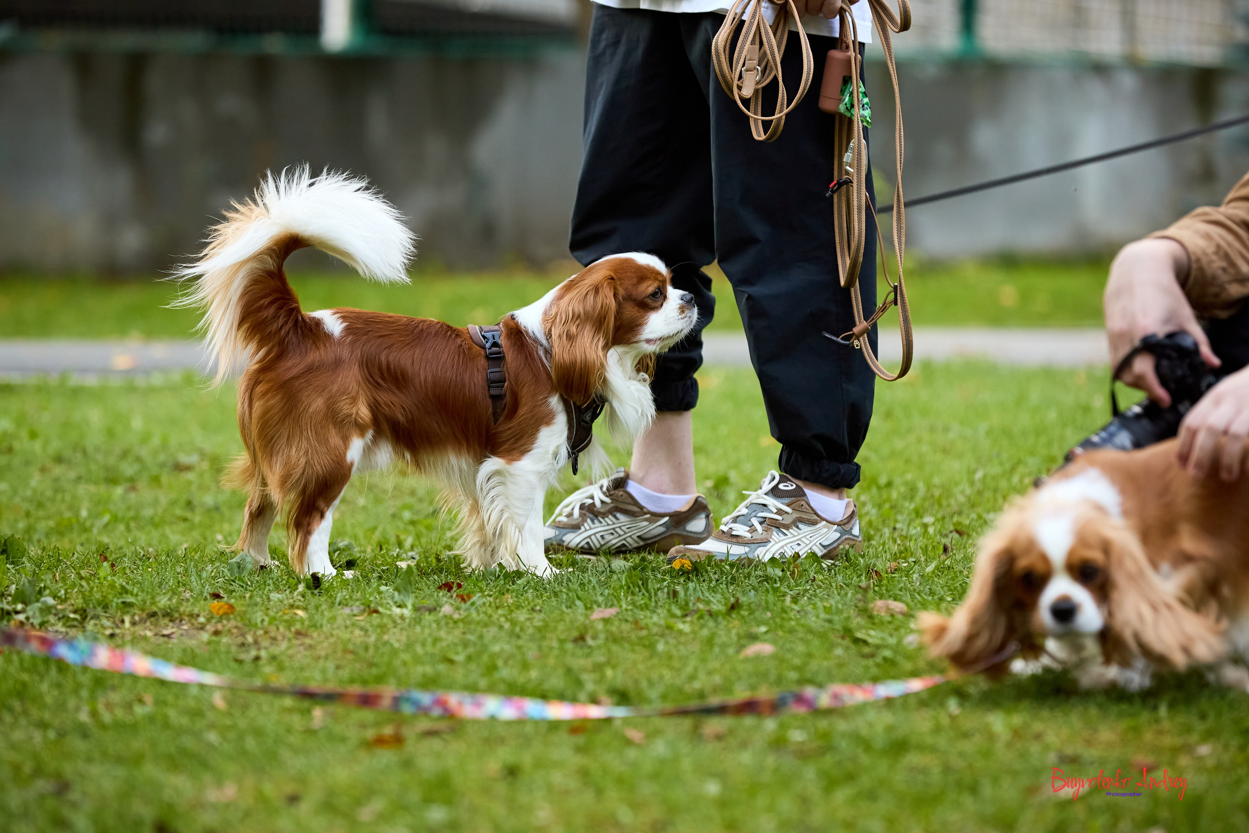 Фотопрогулка с кавалерами. Buyvolenko Andrey