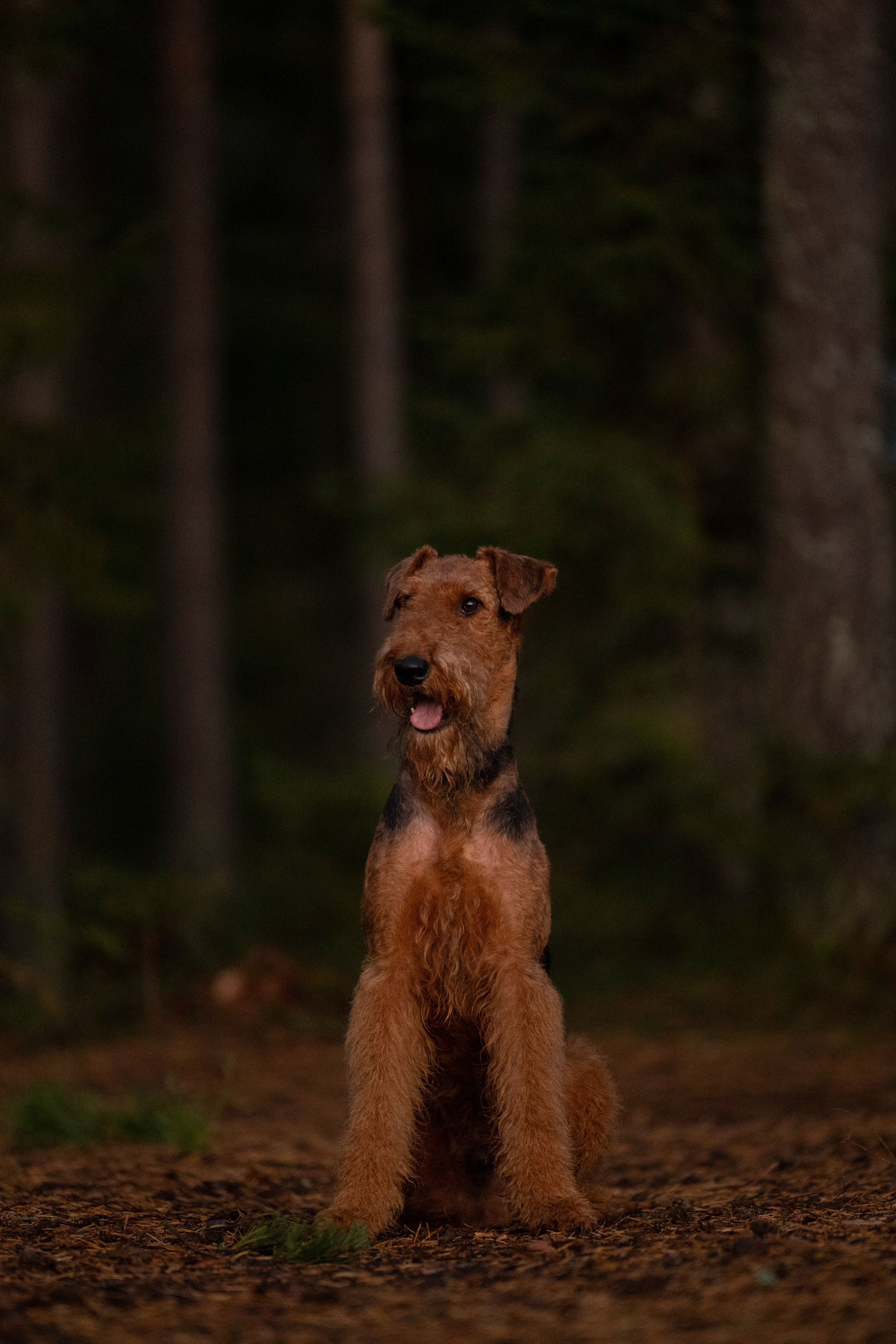 Харди. Фотограф-анималист Анна Маринич