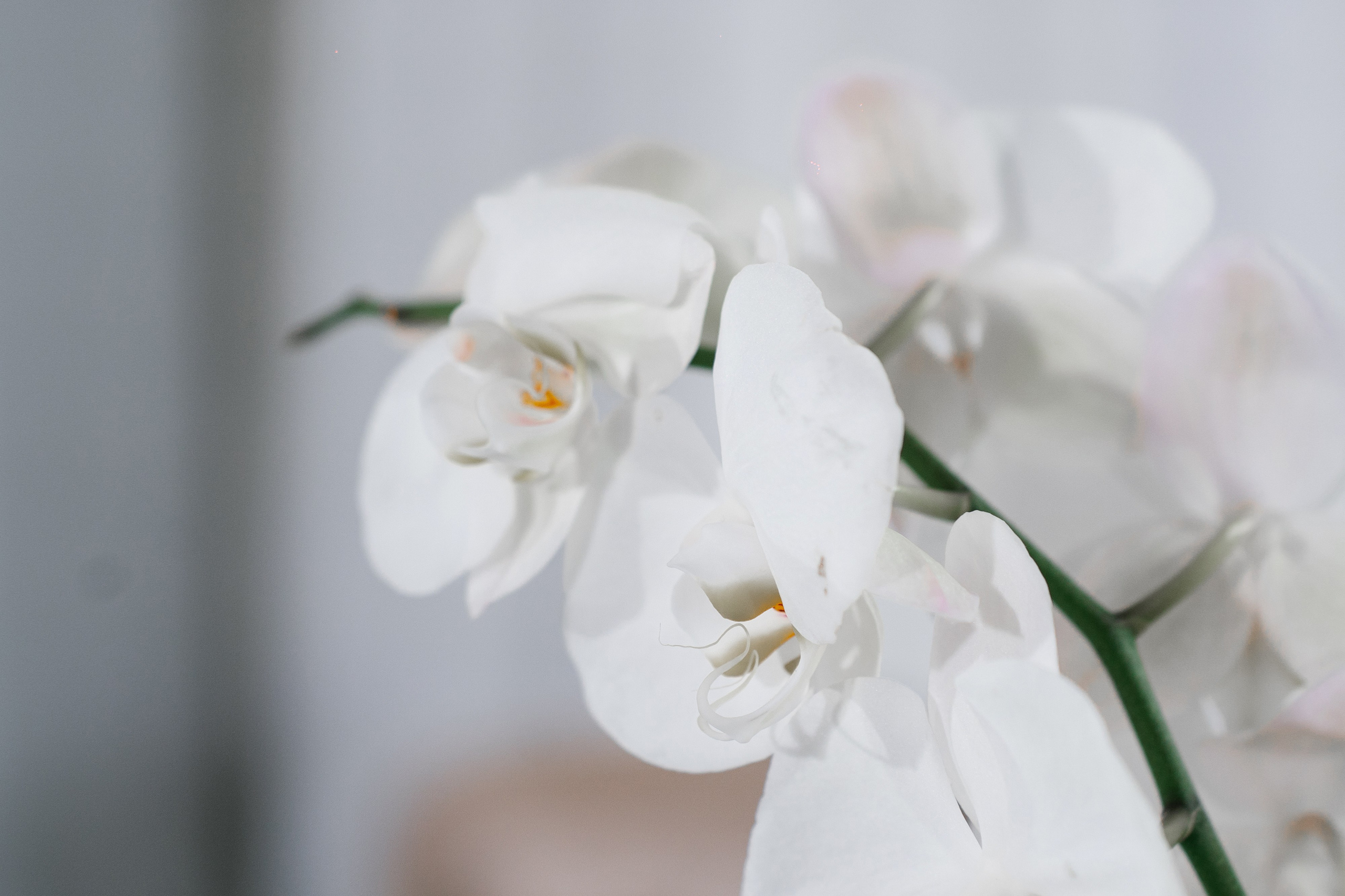 Наталья и Анатолий. Свадебный и семейный фотограф Кокушева Юлия Нижний Новгород