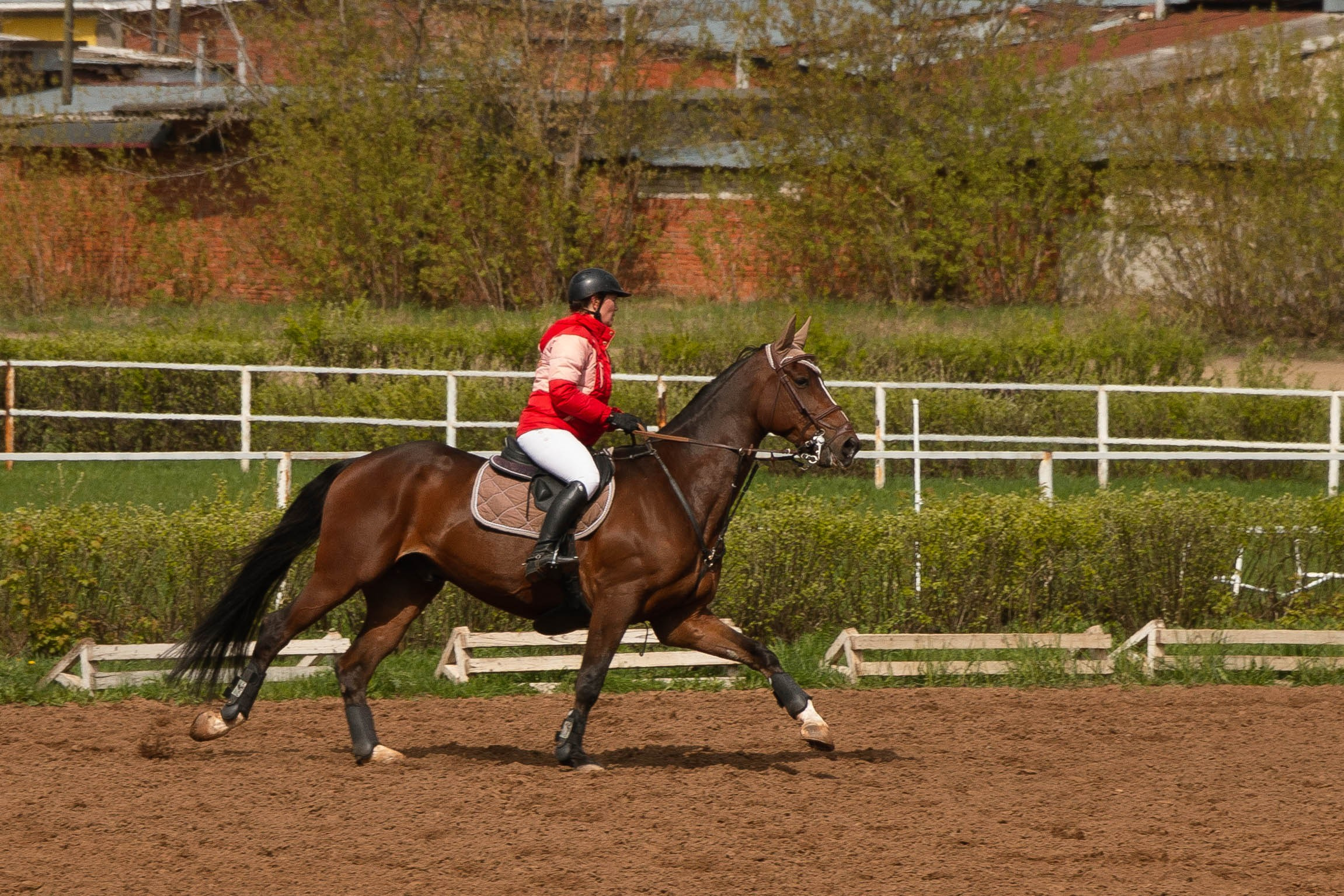 Ижевский ипподром. Открытие сезона 2024. Олег Романов. Мастер фото по спорту