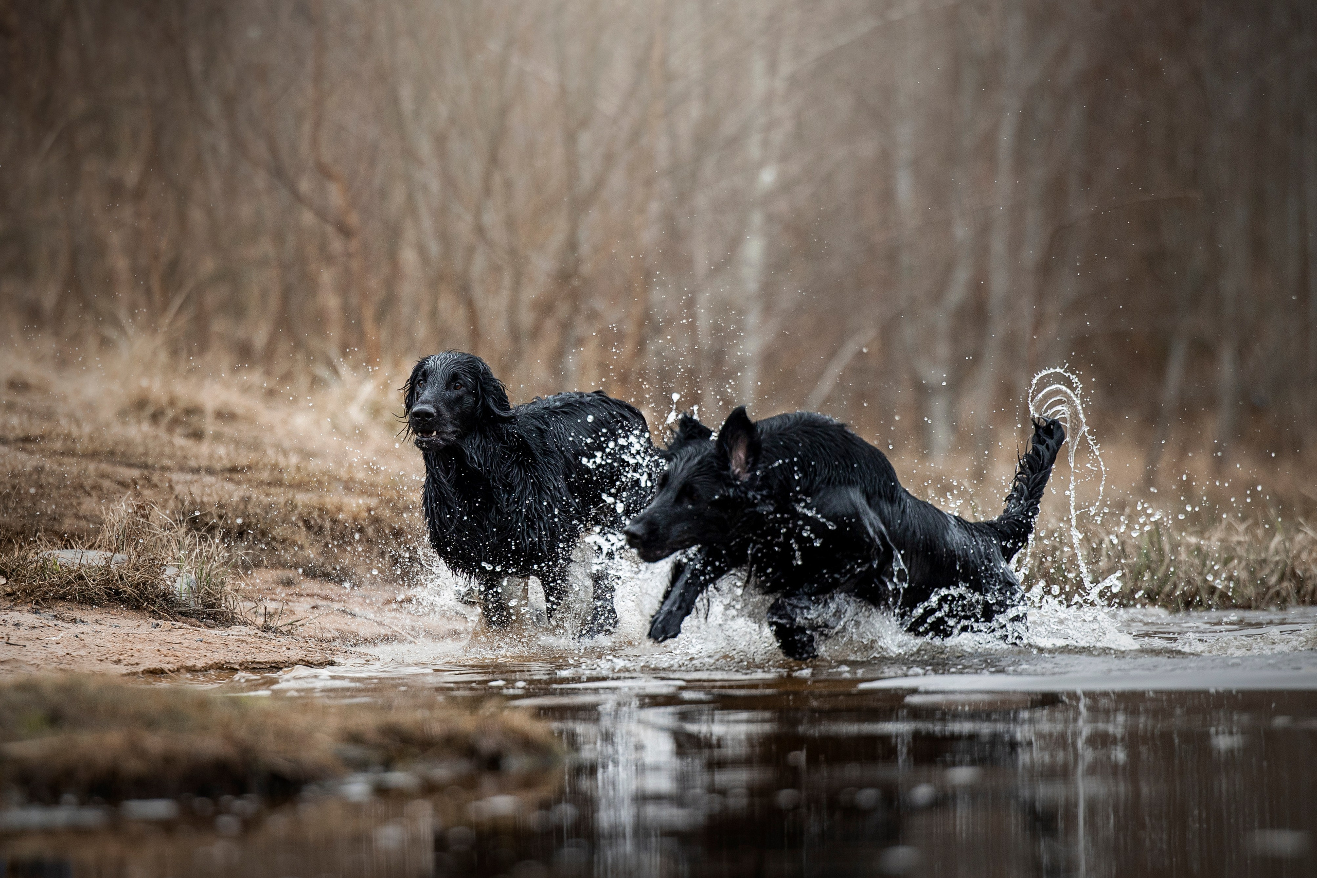 Ора, Ева, Рози и их семья. Фотограф — Анималист | Санкт-Петербург