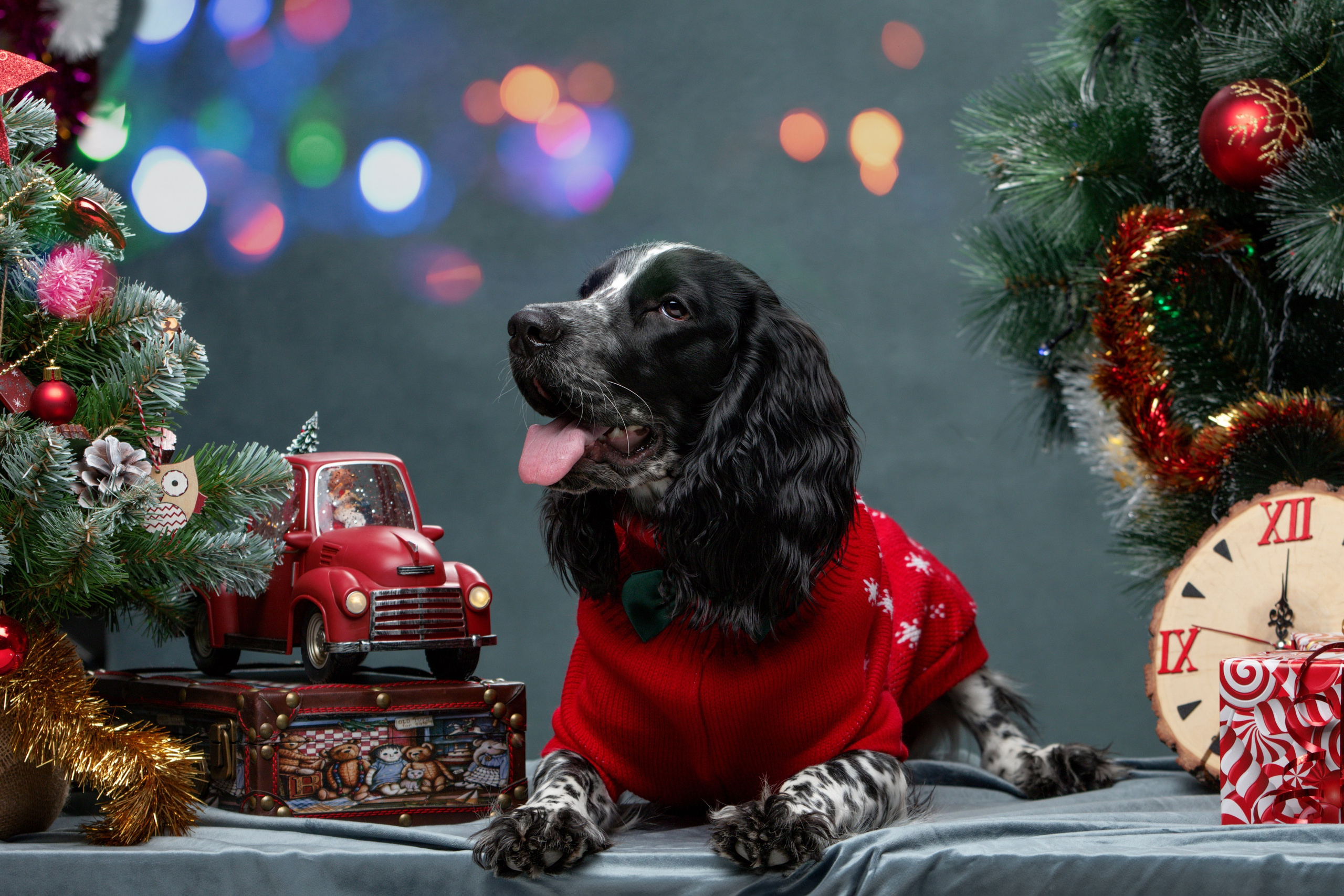 Отзывы. Фотограф-анималист Юлия Зубкова