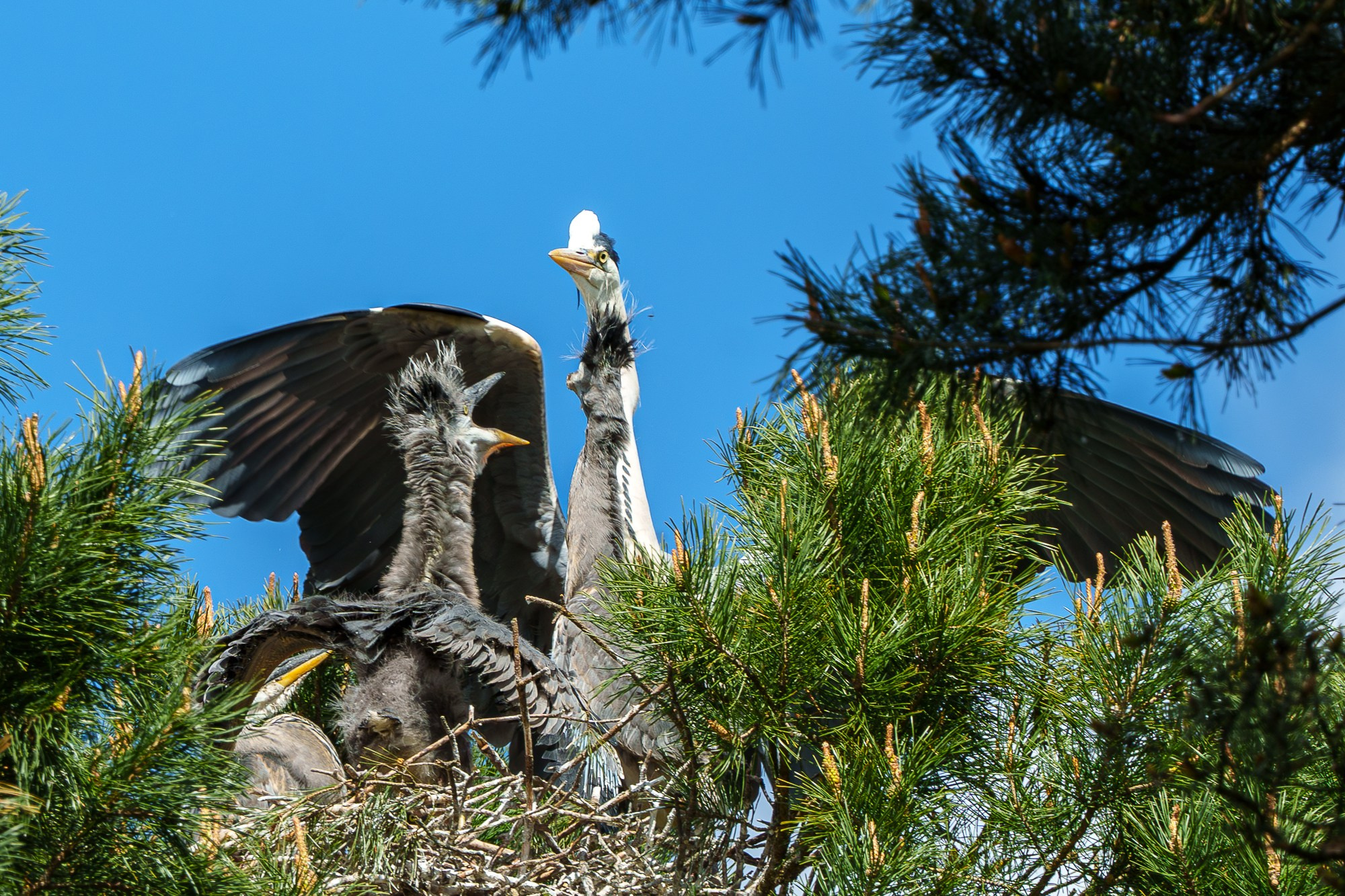 Удивительные мир птиц. Вокруг нас столько прекрасного — присмотритесь!. Ваш личный фотограф Марина Волкова