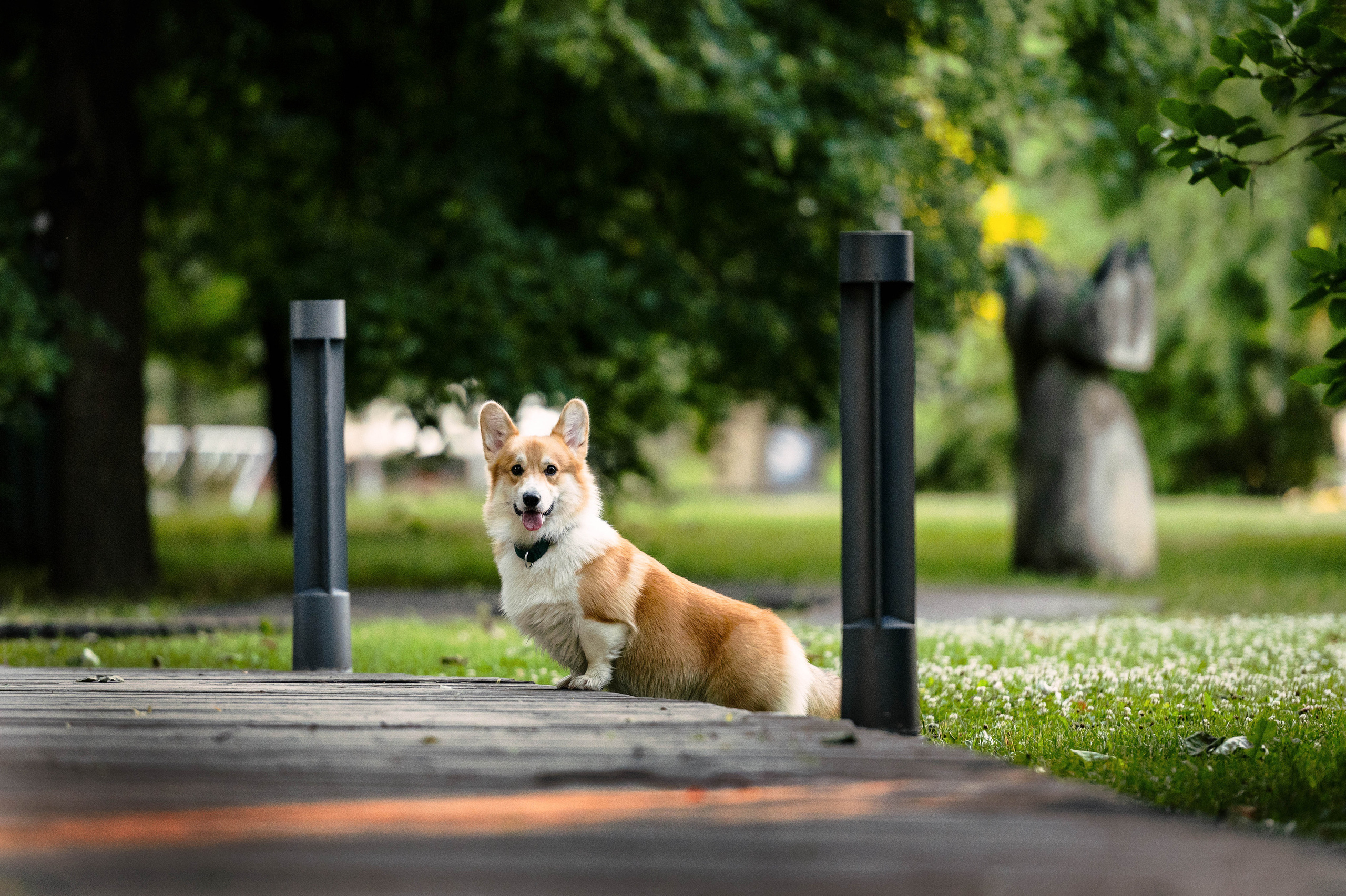 Тор и Парнас. Фотограф-анималист