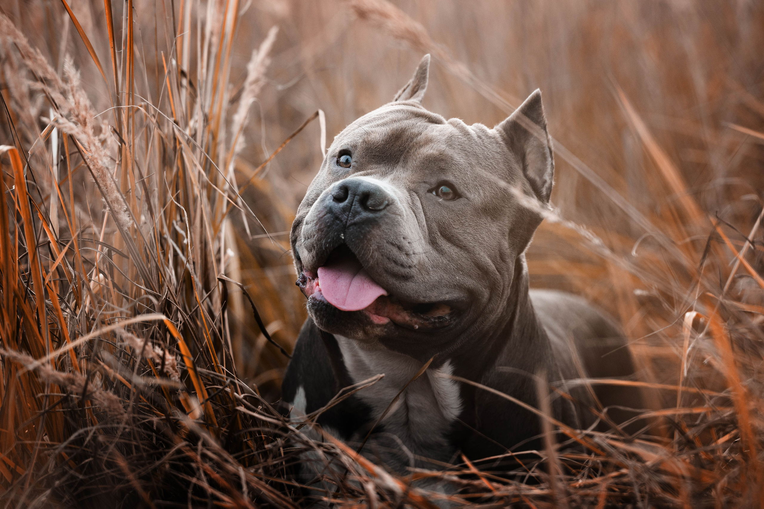 Лекс и Ксения. Фотограф-анималист