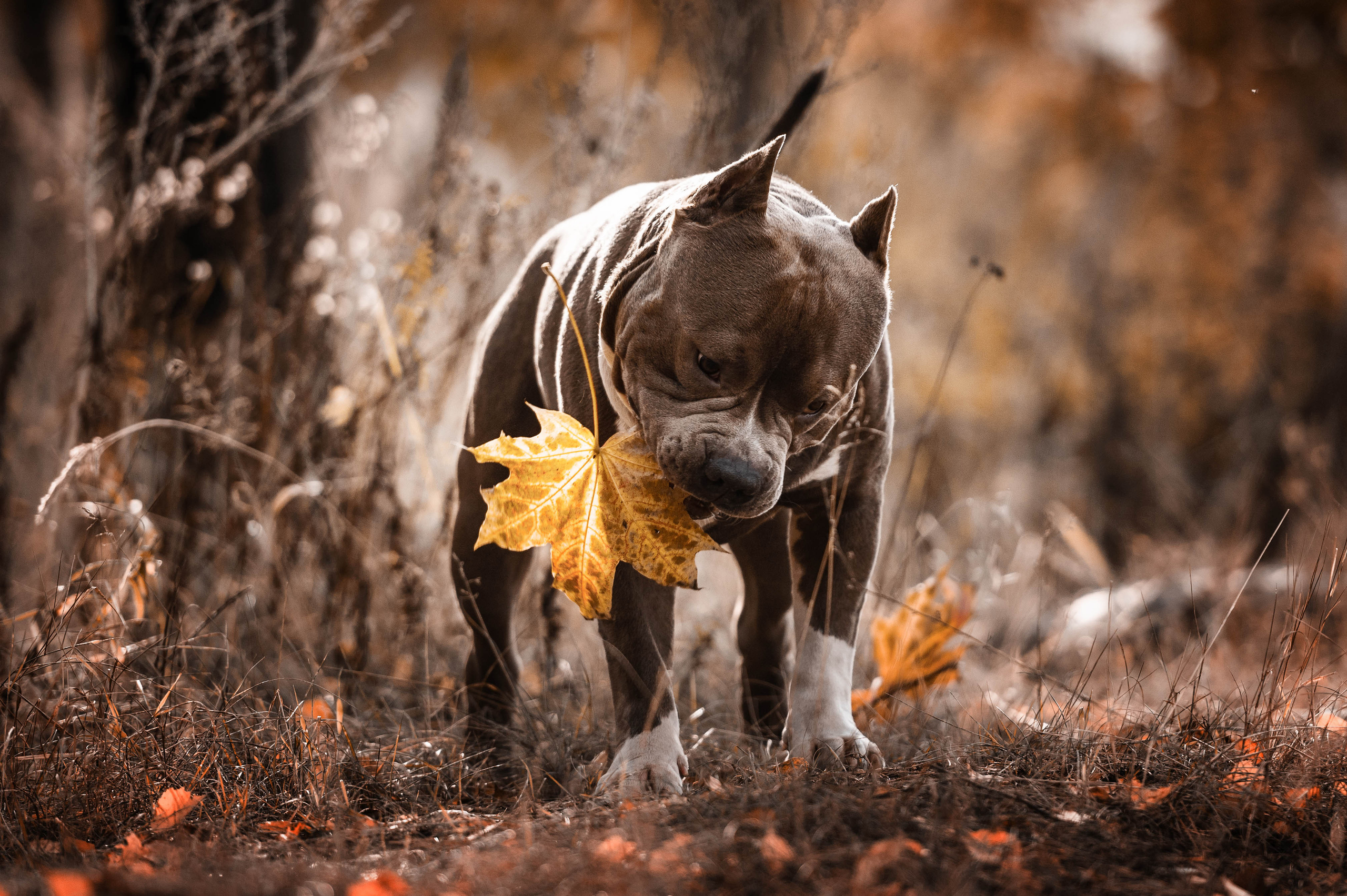 Вольт. Фотограф-анималист