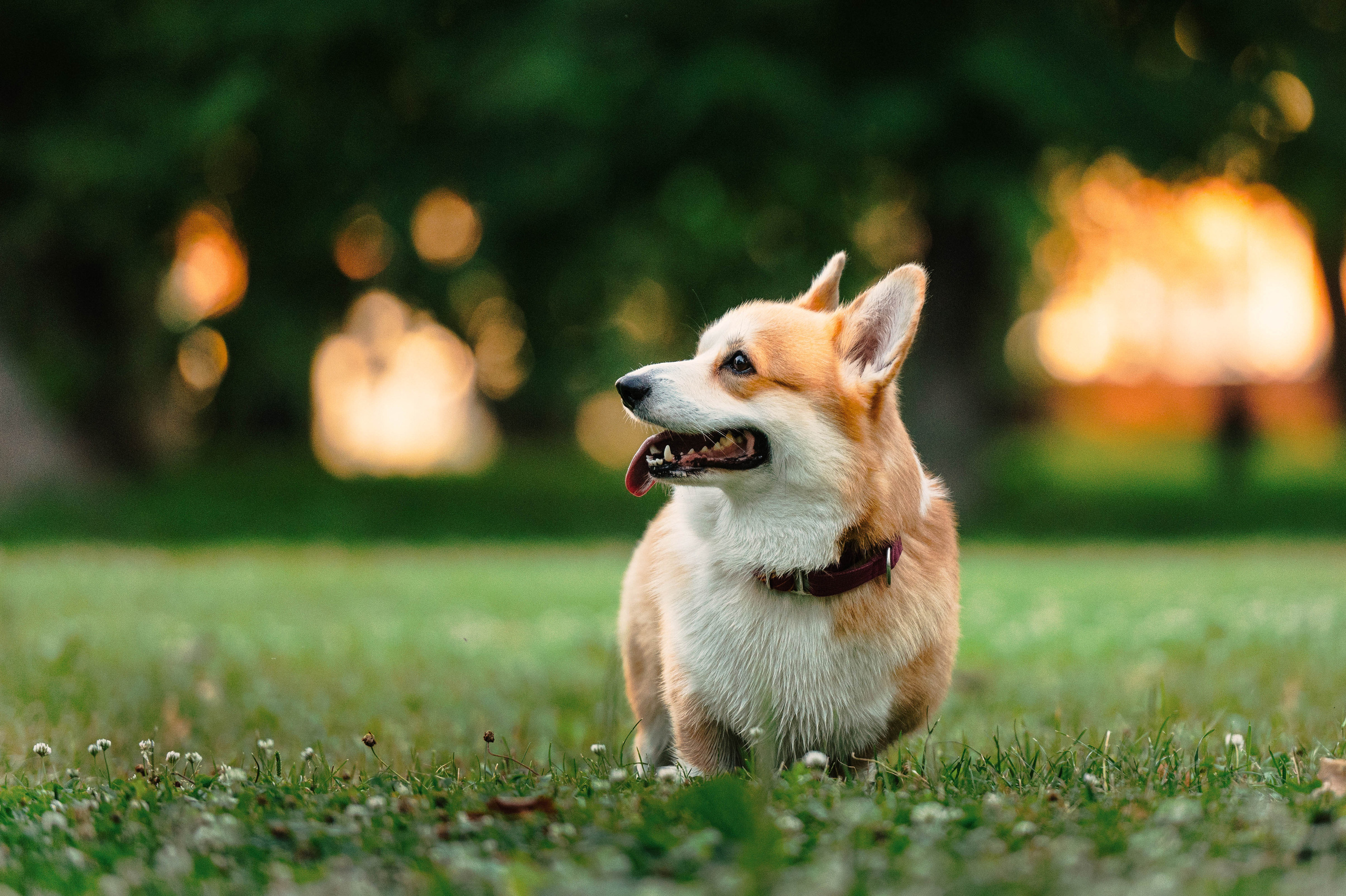 Тор и Парнас. Фотограф-анималист