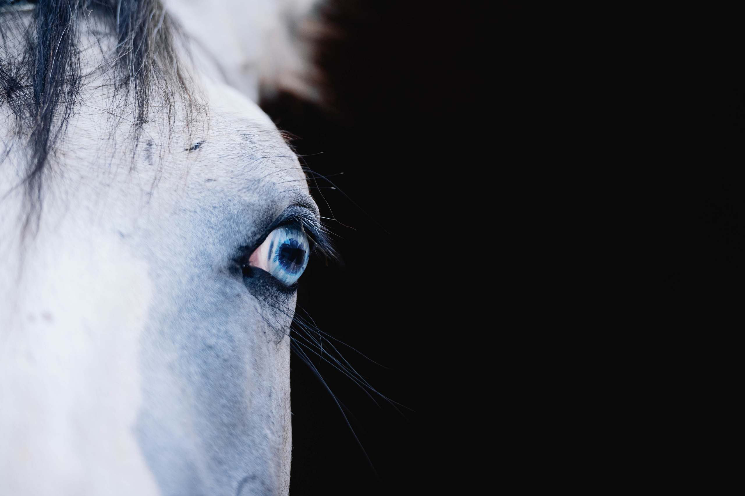 Кайхо и Ксения. Фотограф-анималист
