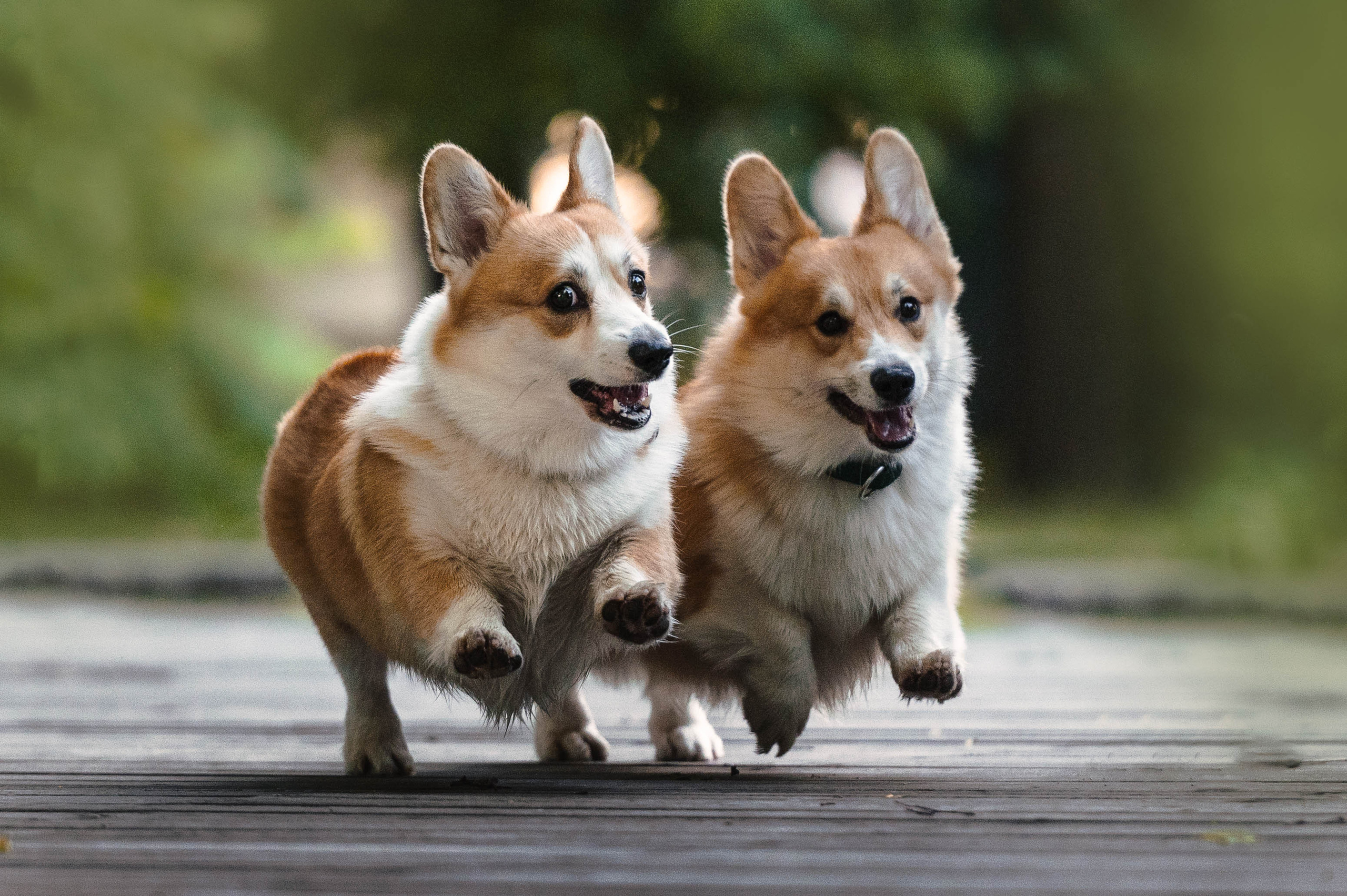Тор и Парнас. Фотограф-анималист