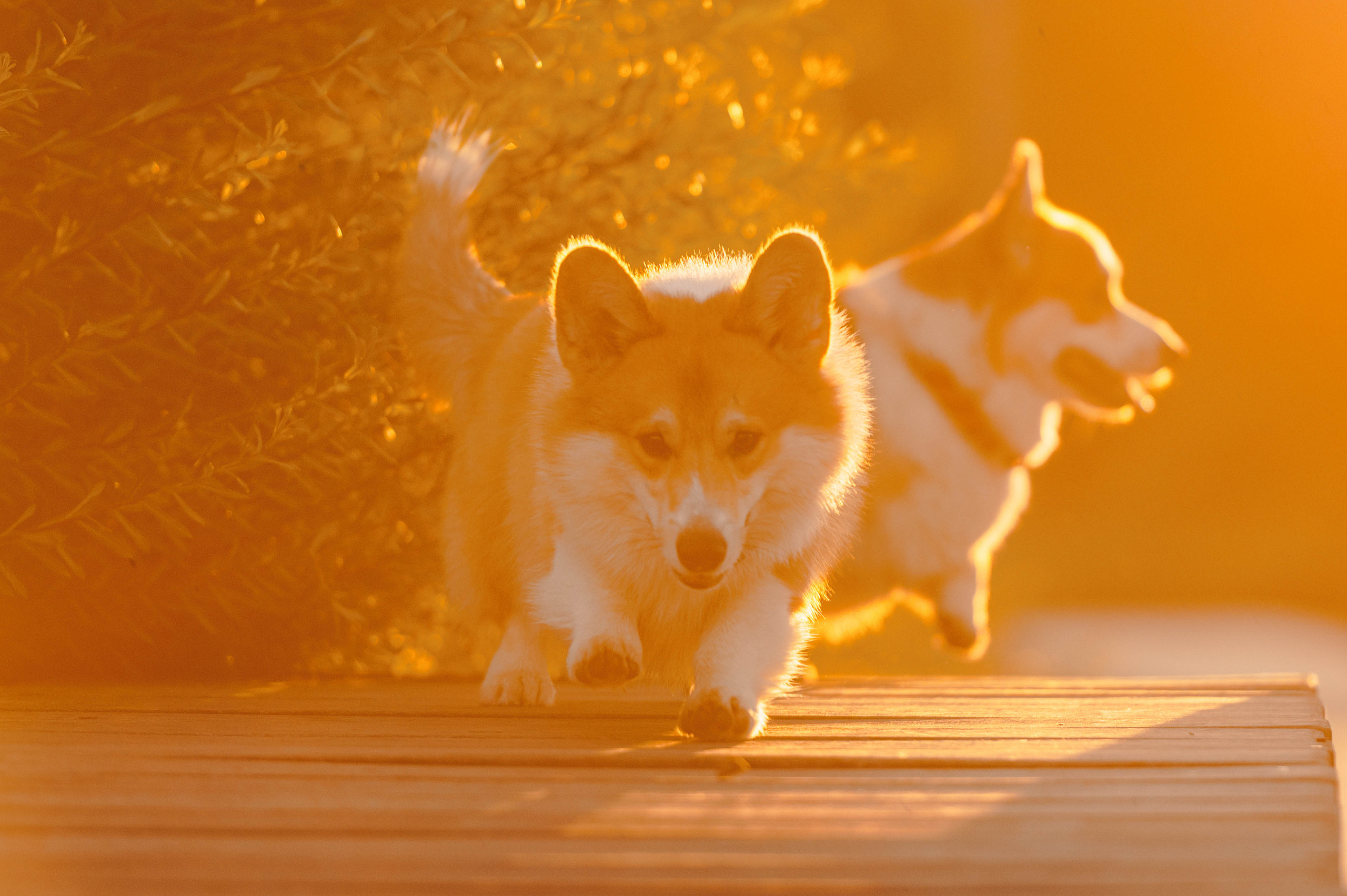 Тор и Парнас. Фотограф-анималист
