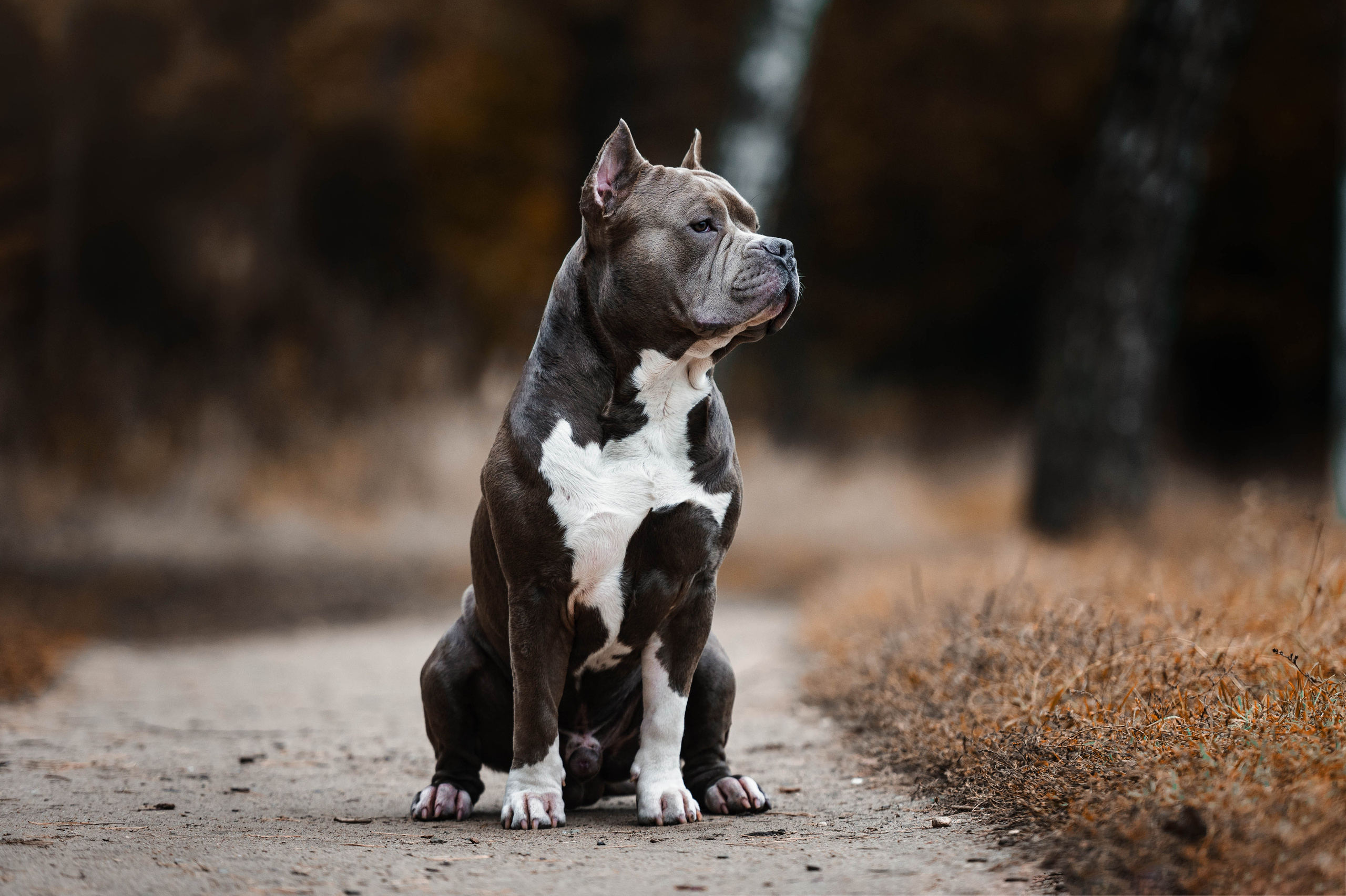 Лекс и Ксения. Фотограф-анималист