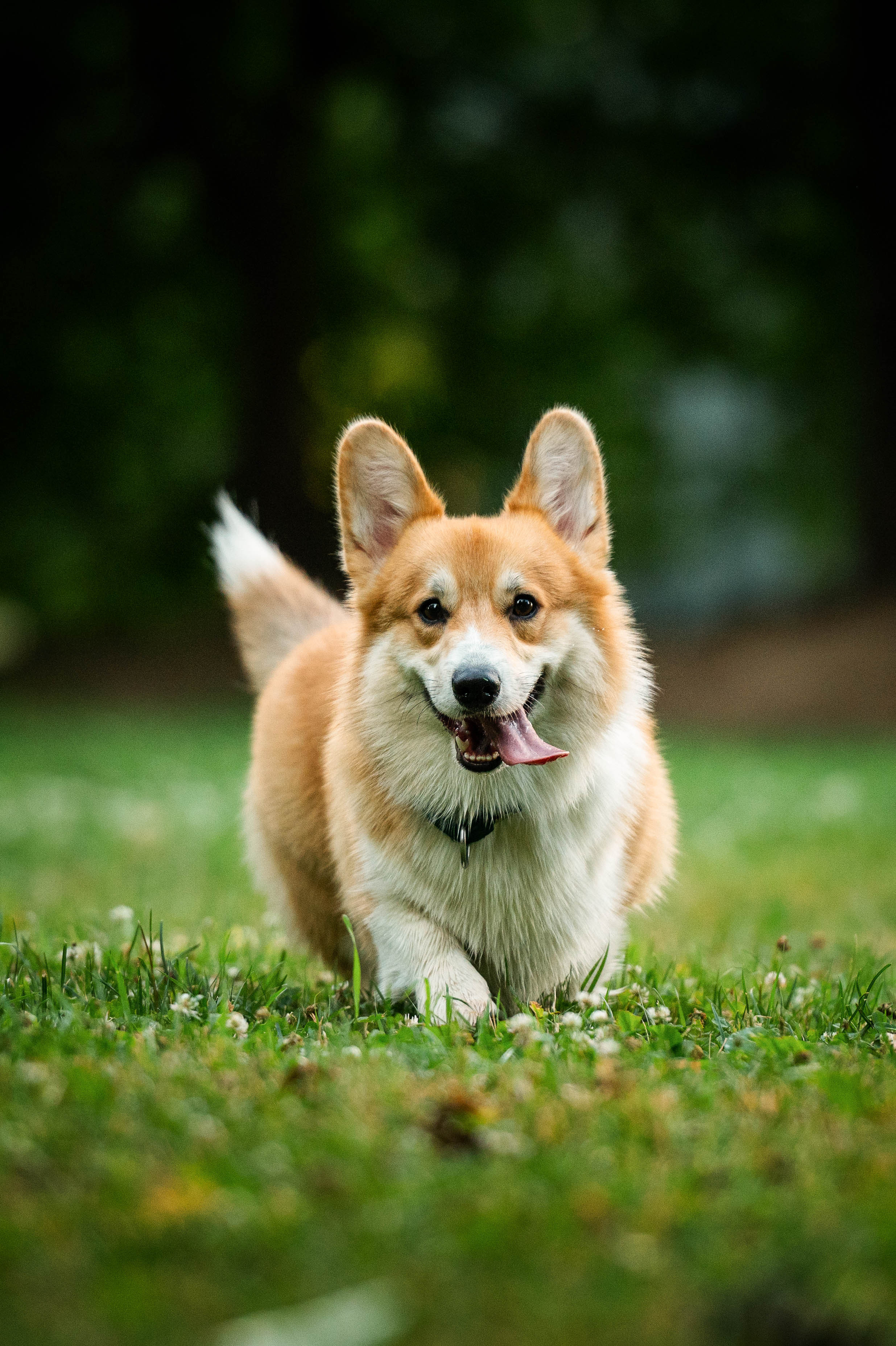 Тор и Парнас. Фотограф-анималист