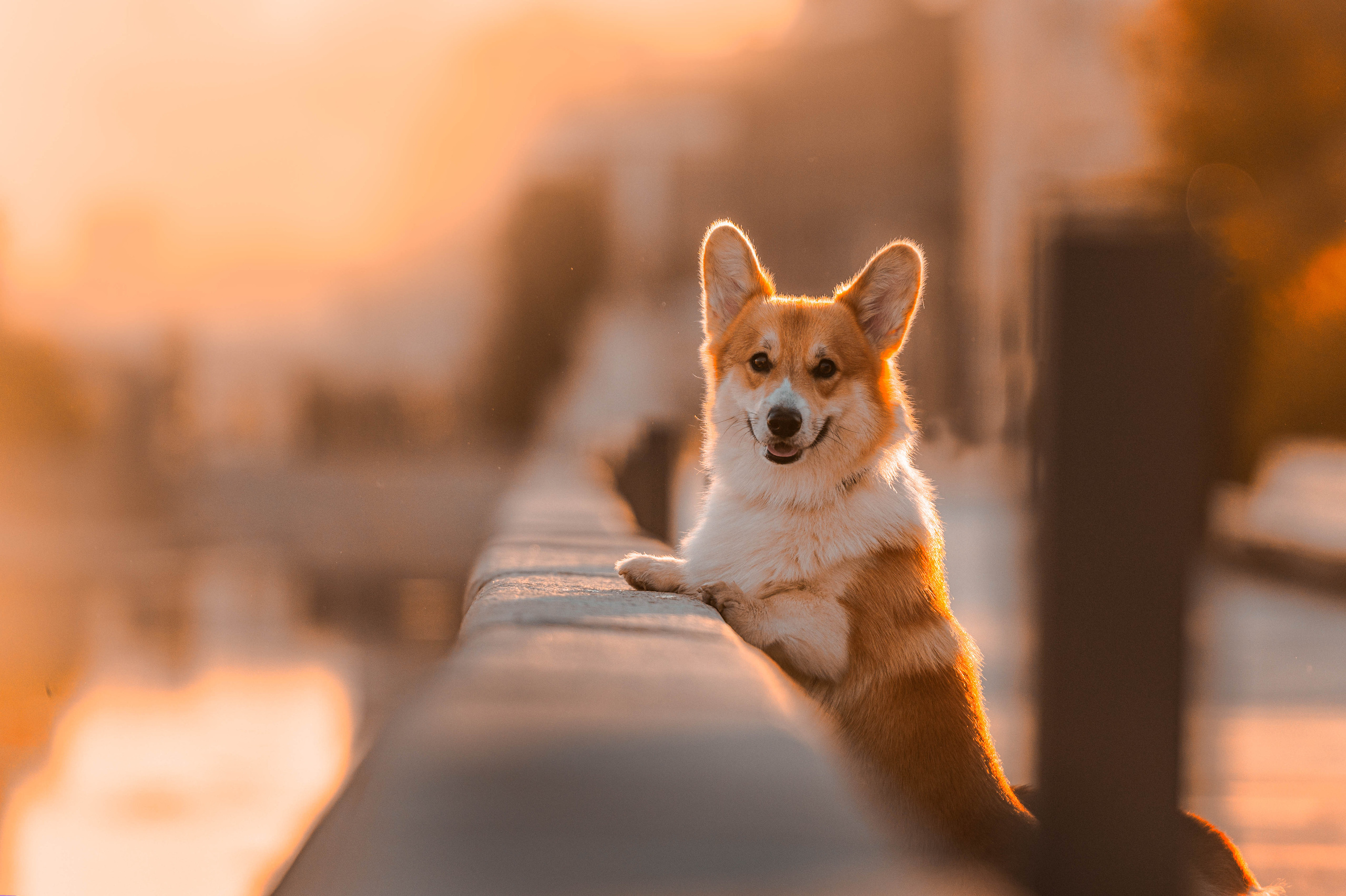 Тор и Парнас. Фотограф-анималист