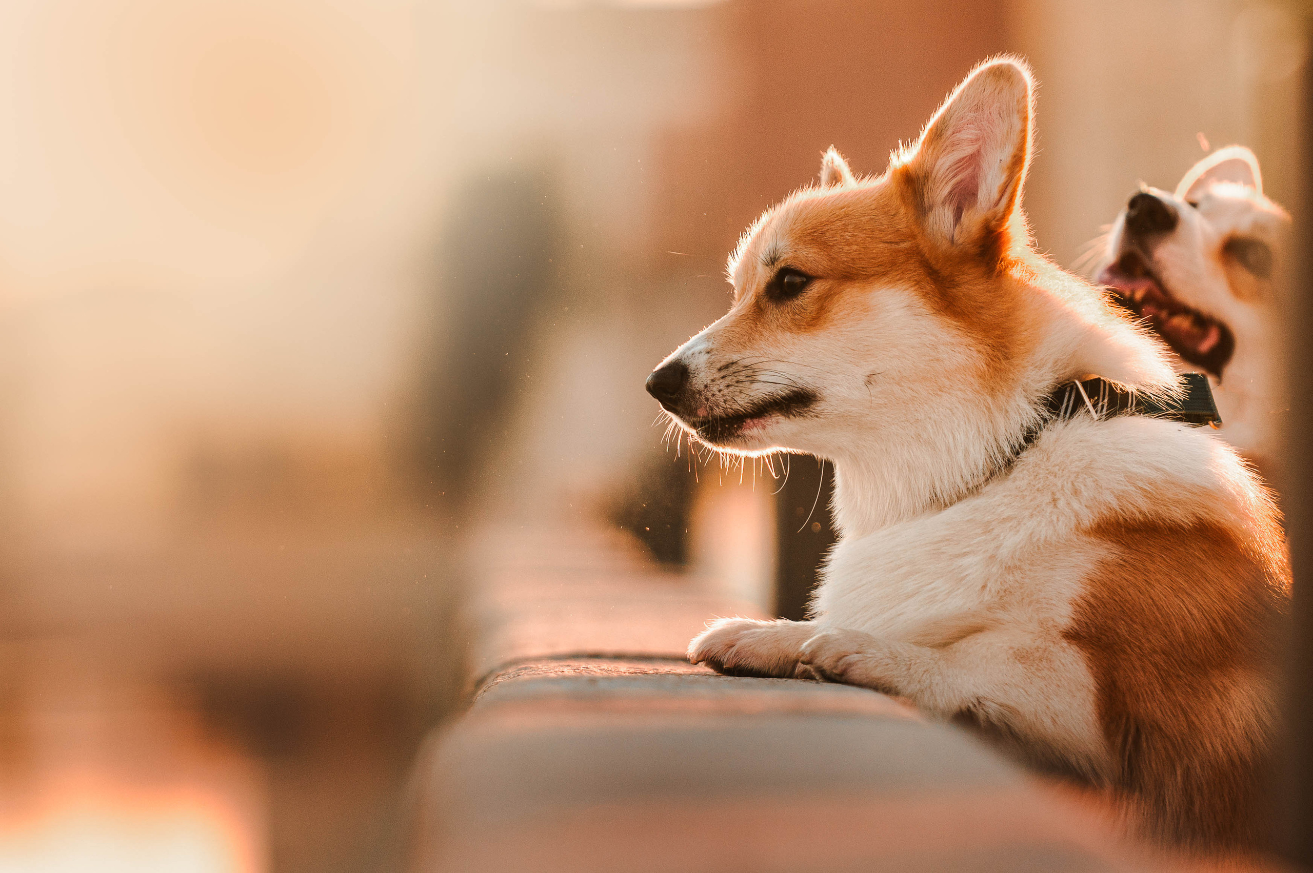 Тор и Парнас. Фотограф-анималист