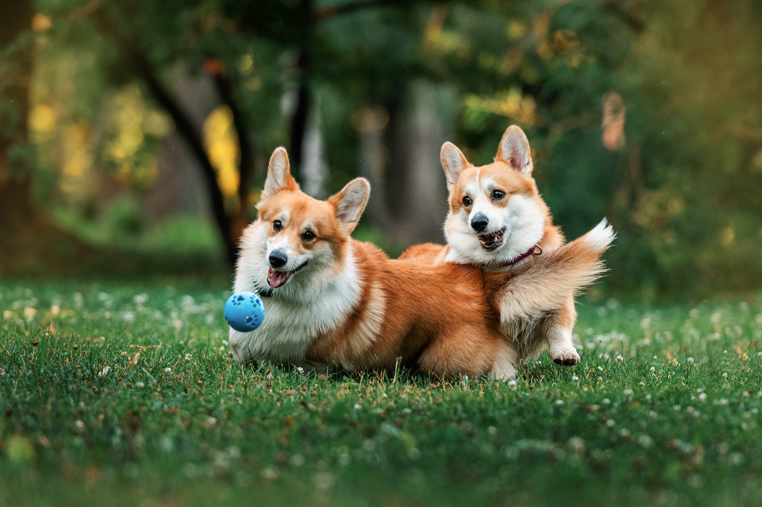 Вольт. Фотограф-анималист