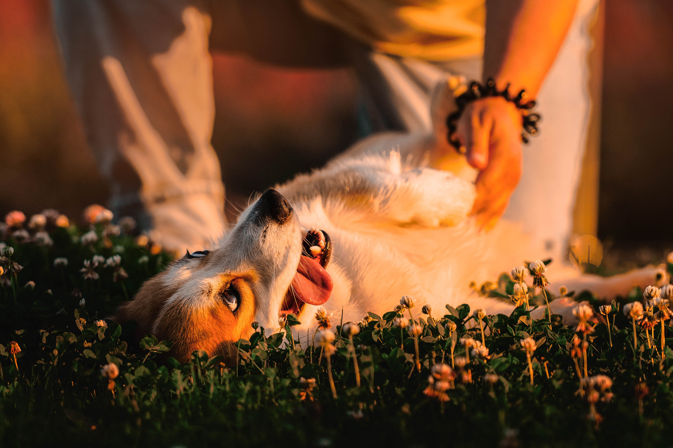 Тор и Парнас. Фотограф-анималист