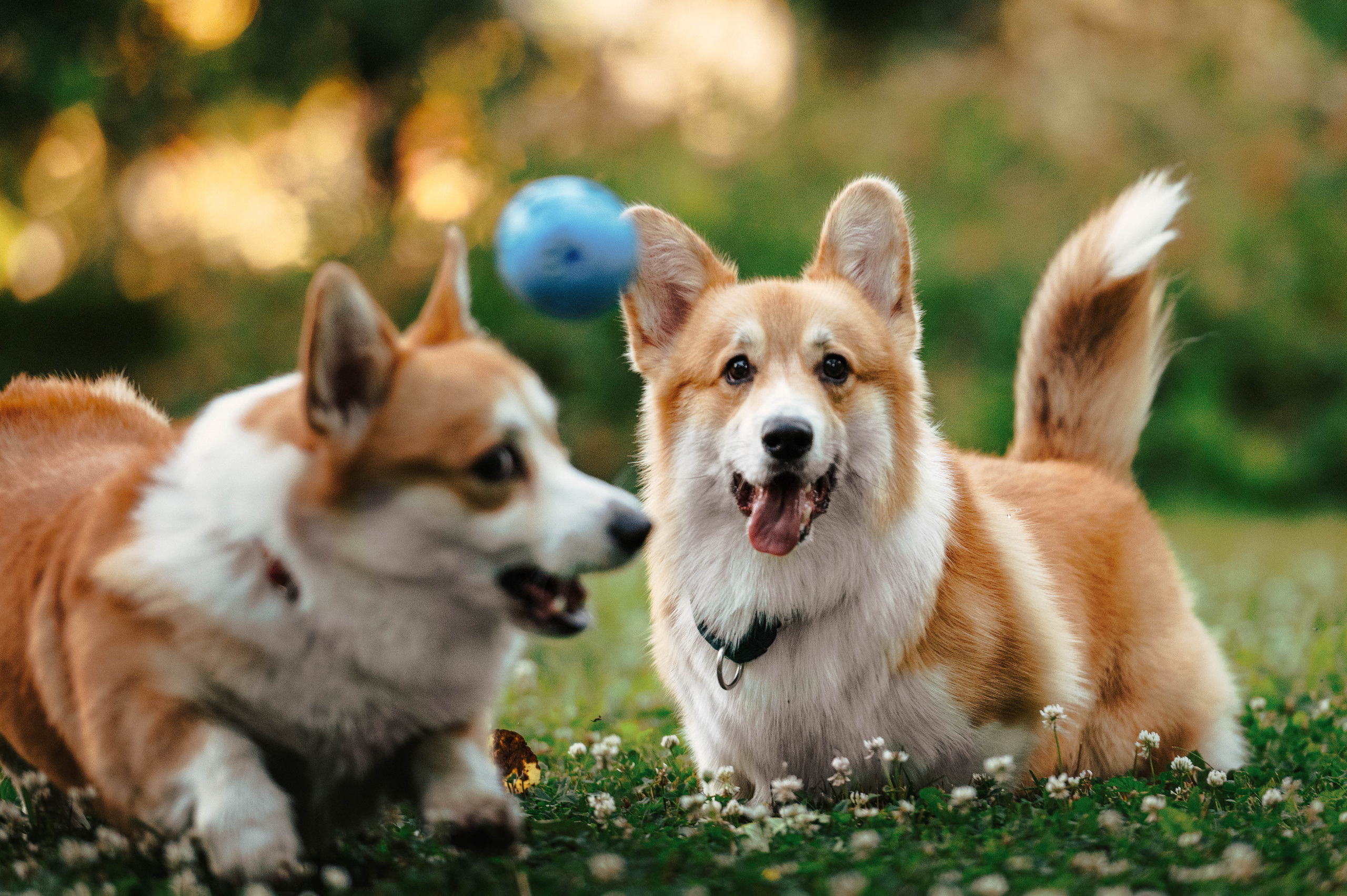 Тор и Парнас. Фотограф-анималист