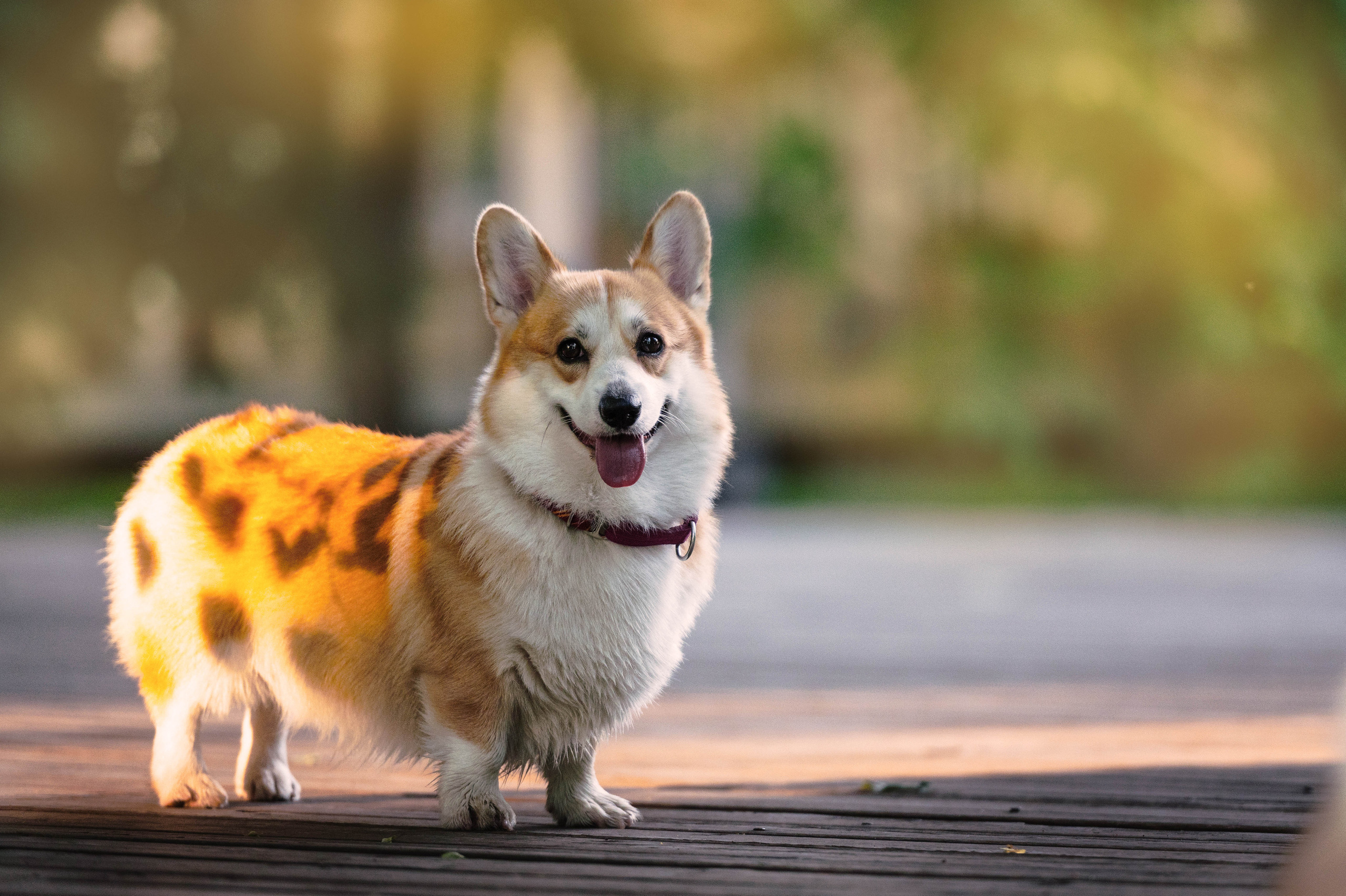 Тор и Парнас. Фотограф-анималист