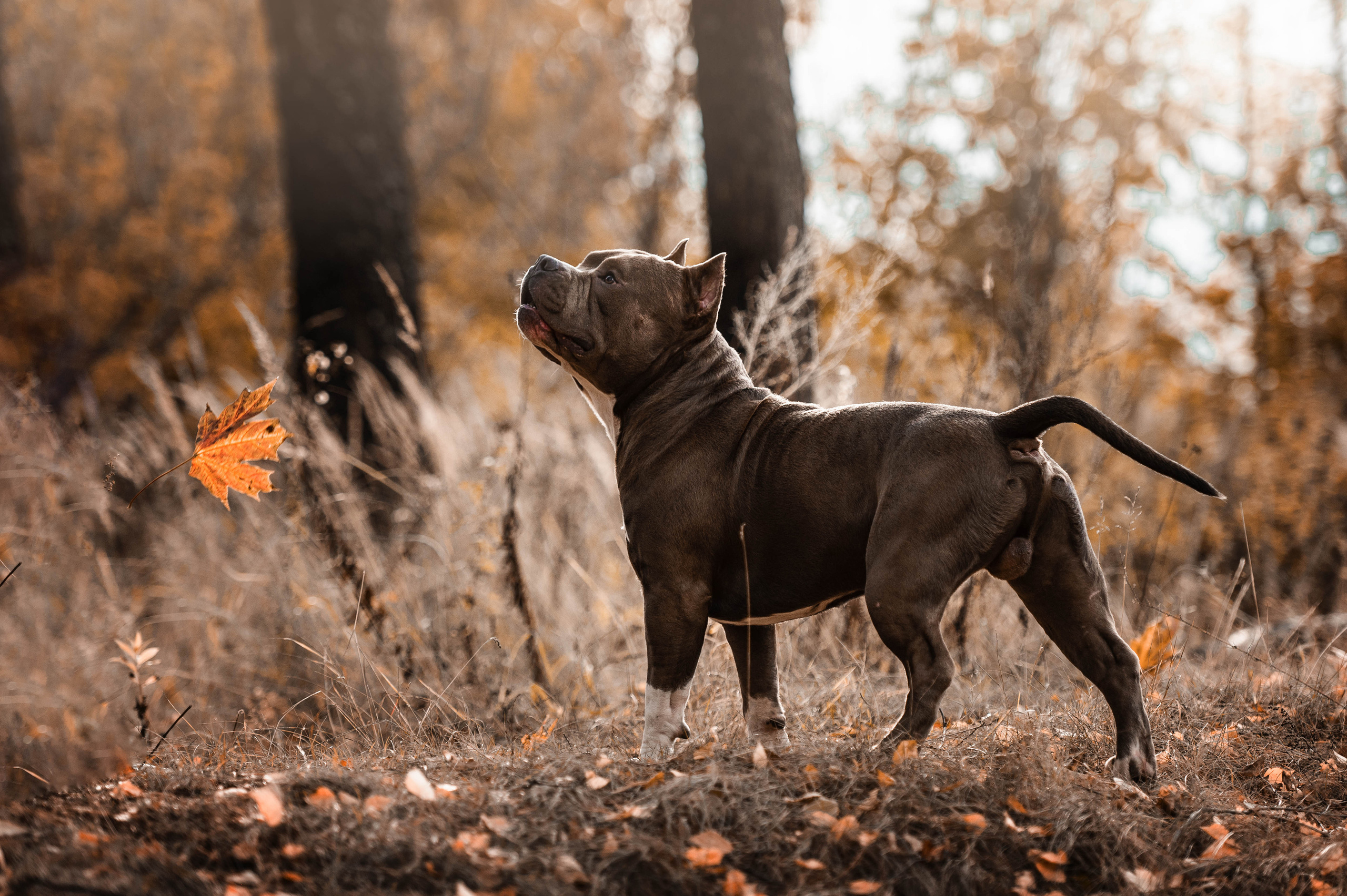 Лекс и Ксения. Фотограф-анималист