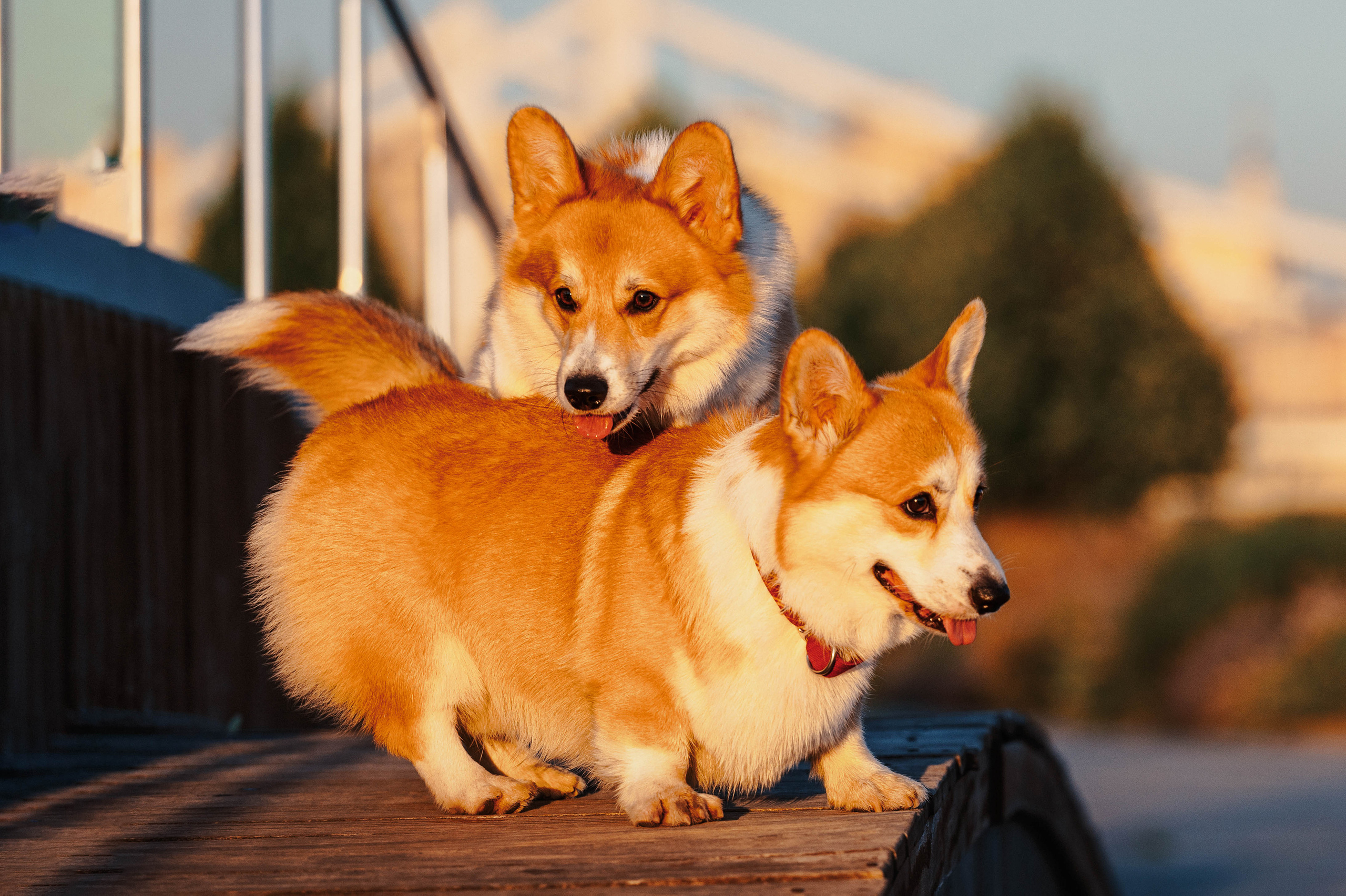Тор и Парнас. Фотограф-анималист