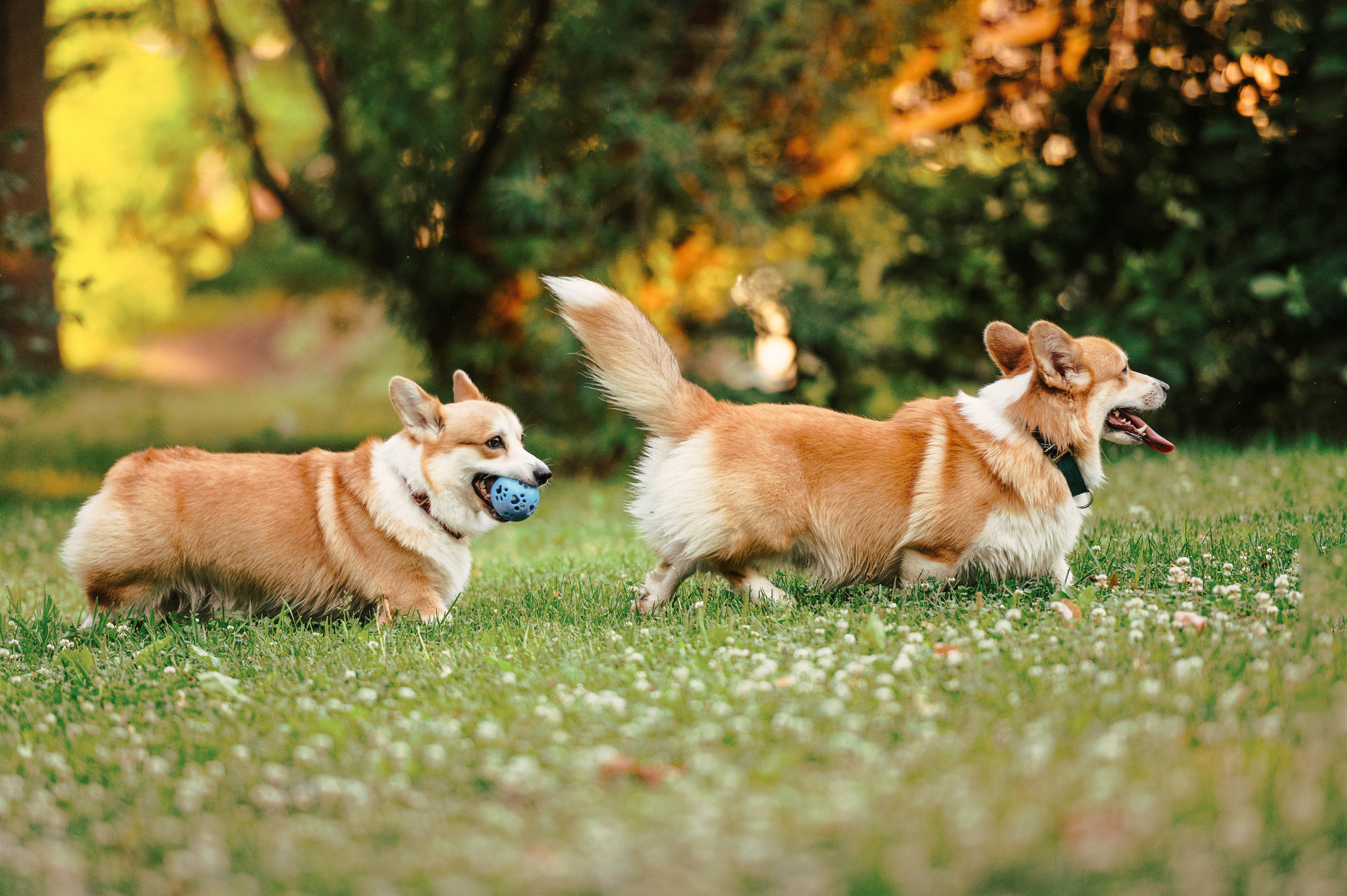 Тор и Парнас. Фотограф-анималист