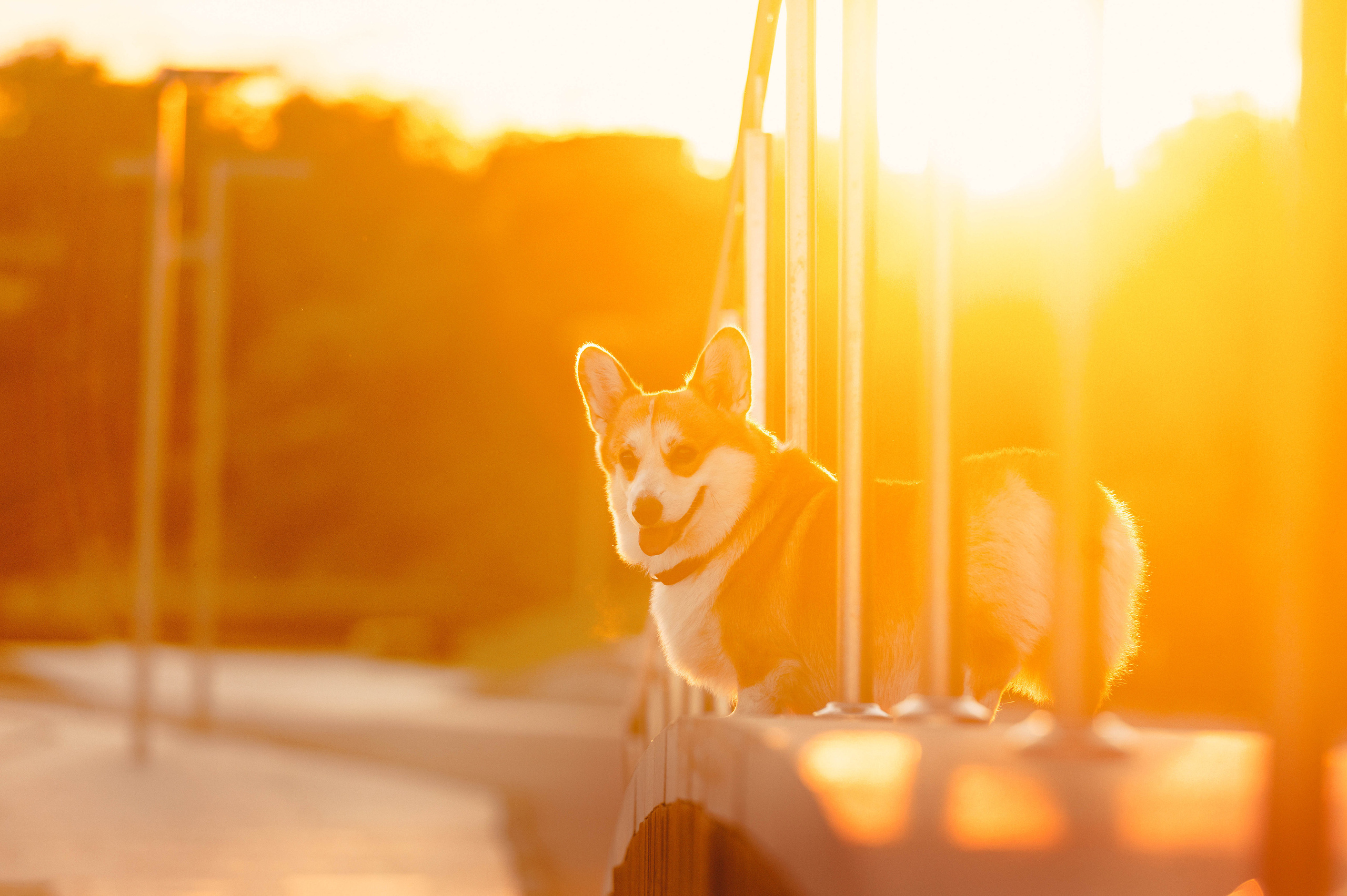 Тор и Парнас. Фотограф-анималист