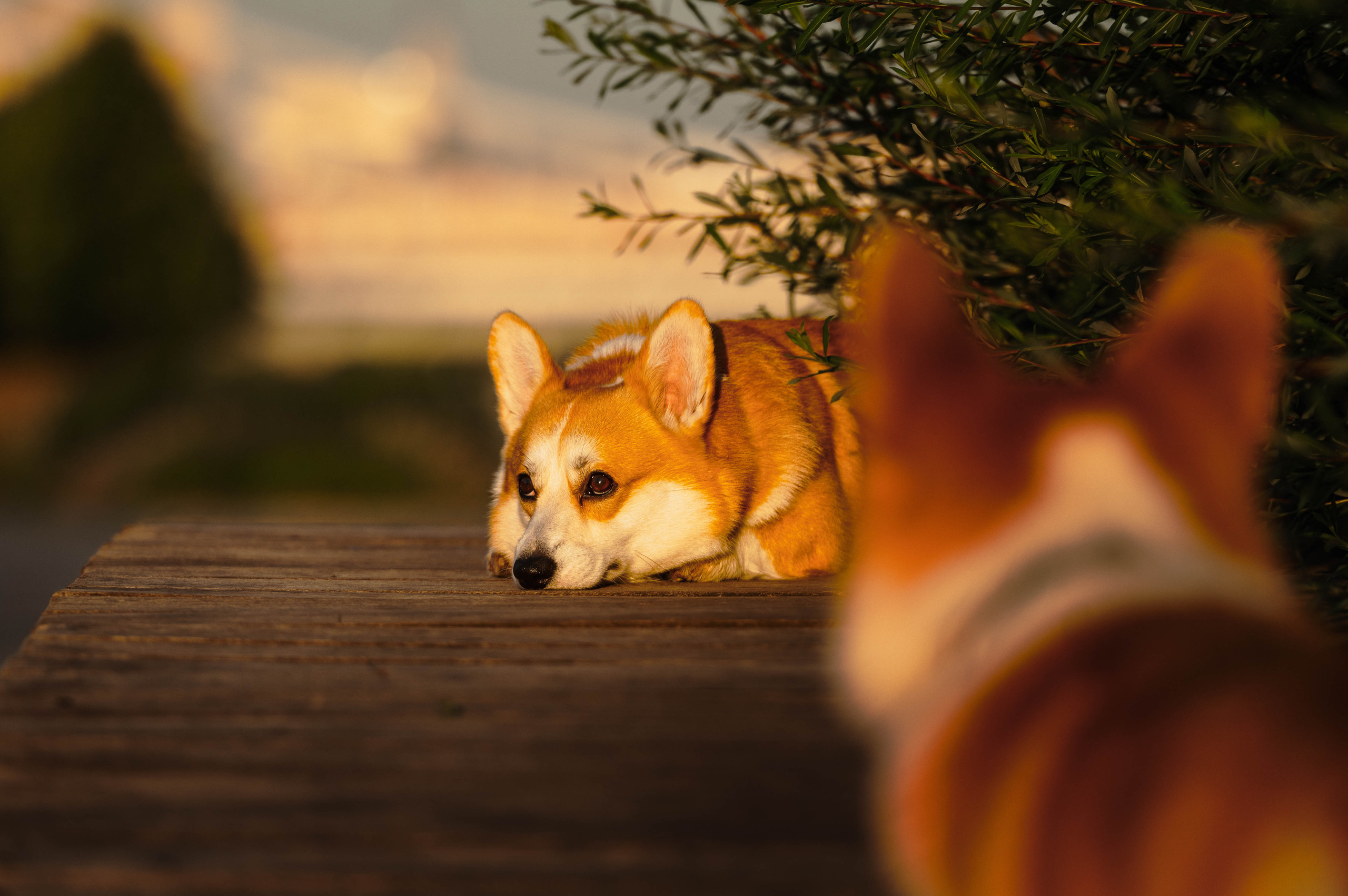 Тор и Парнас. Фотограф-анималист
