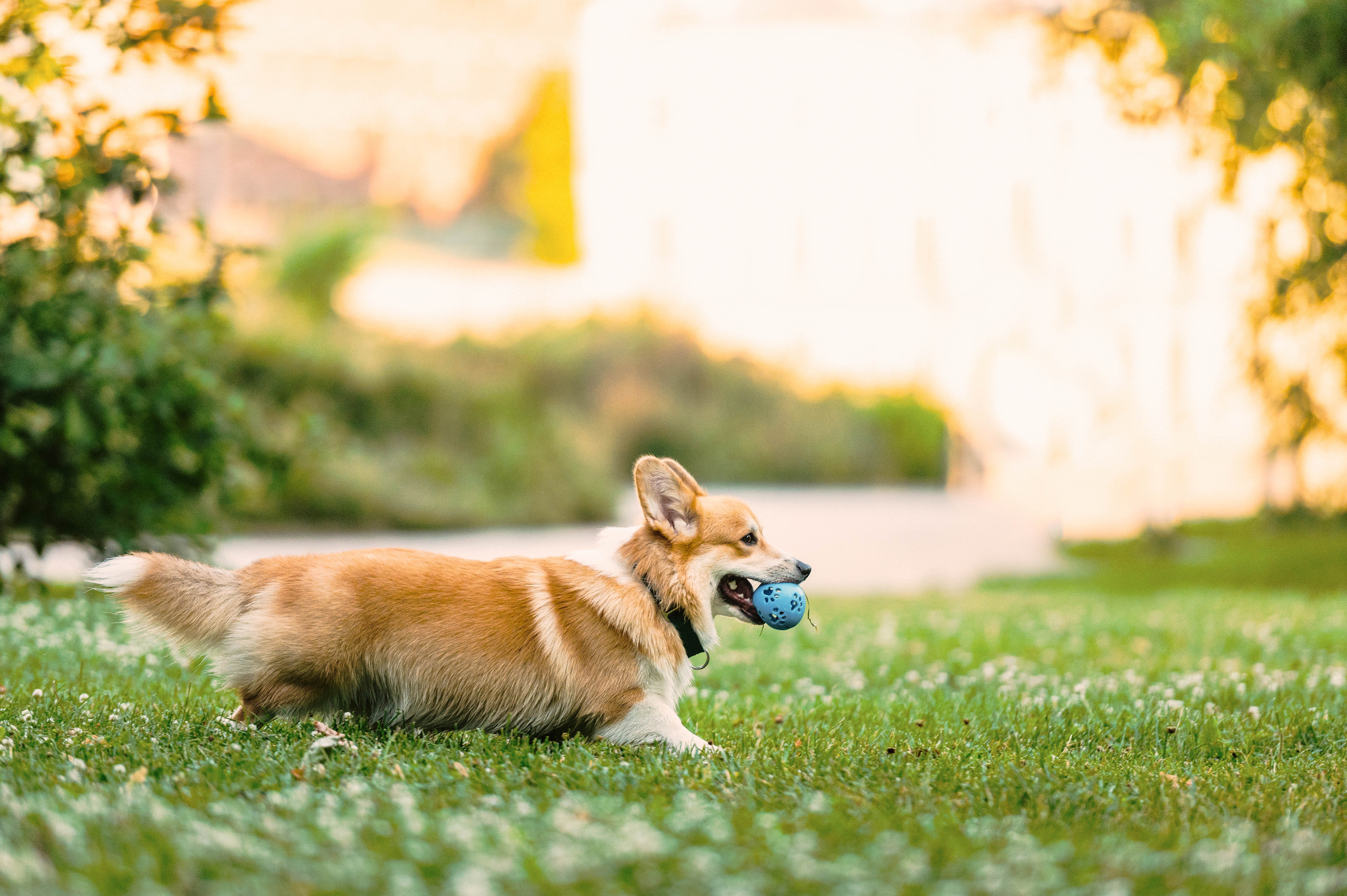 Тор и Парнас. Фотограф-анималист