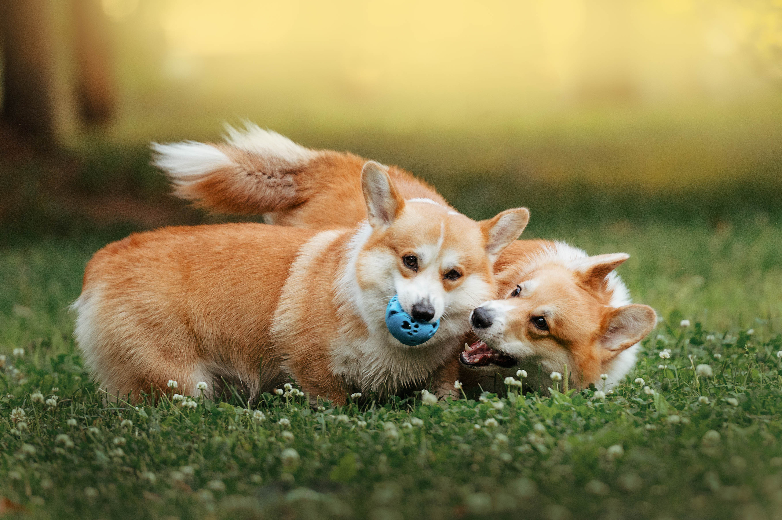 Тор и Парнас. Фотограф-анималист