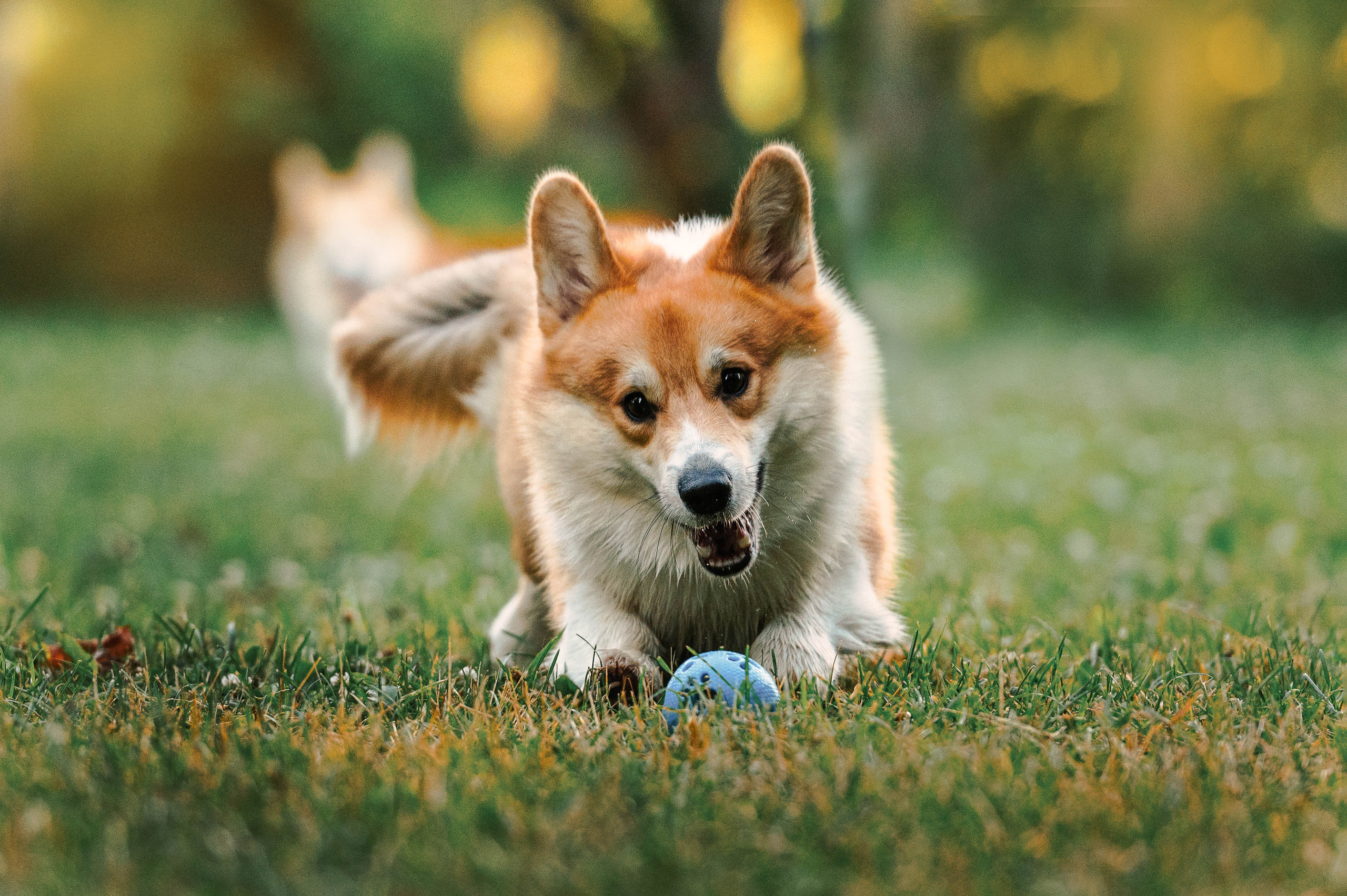 Тор и Парнас. Фотограф-анималист