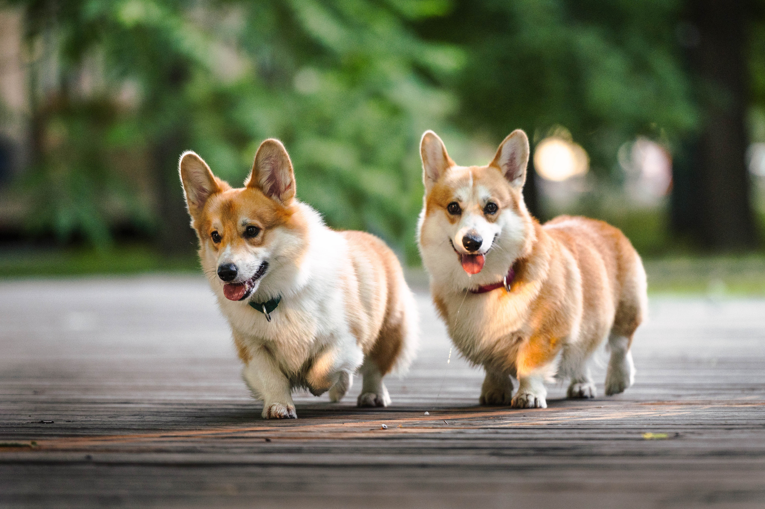 Тор и Парнас. Фотограф-анималист