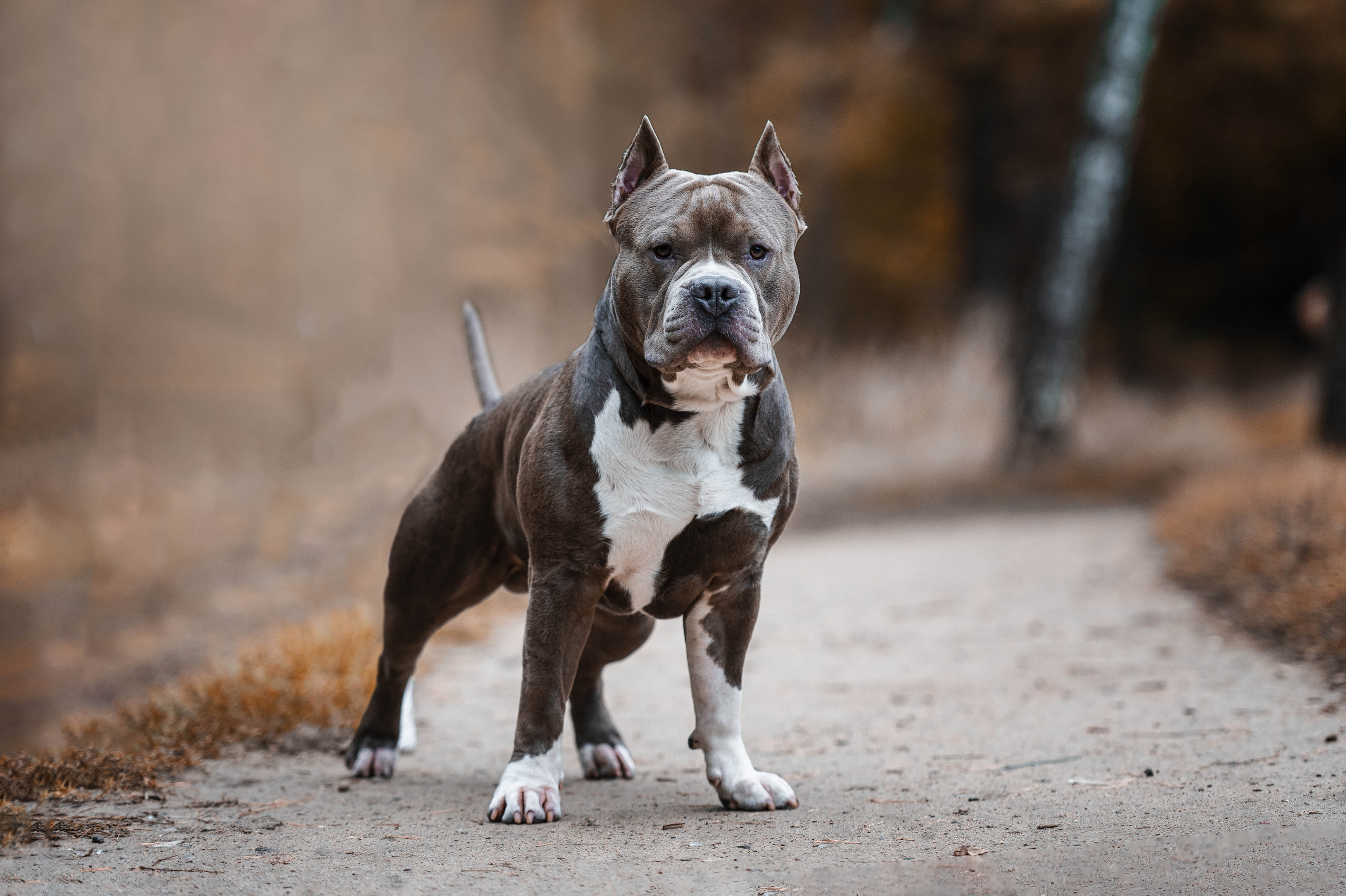 Лекс и Ксения. Фотограф-анималист