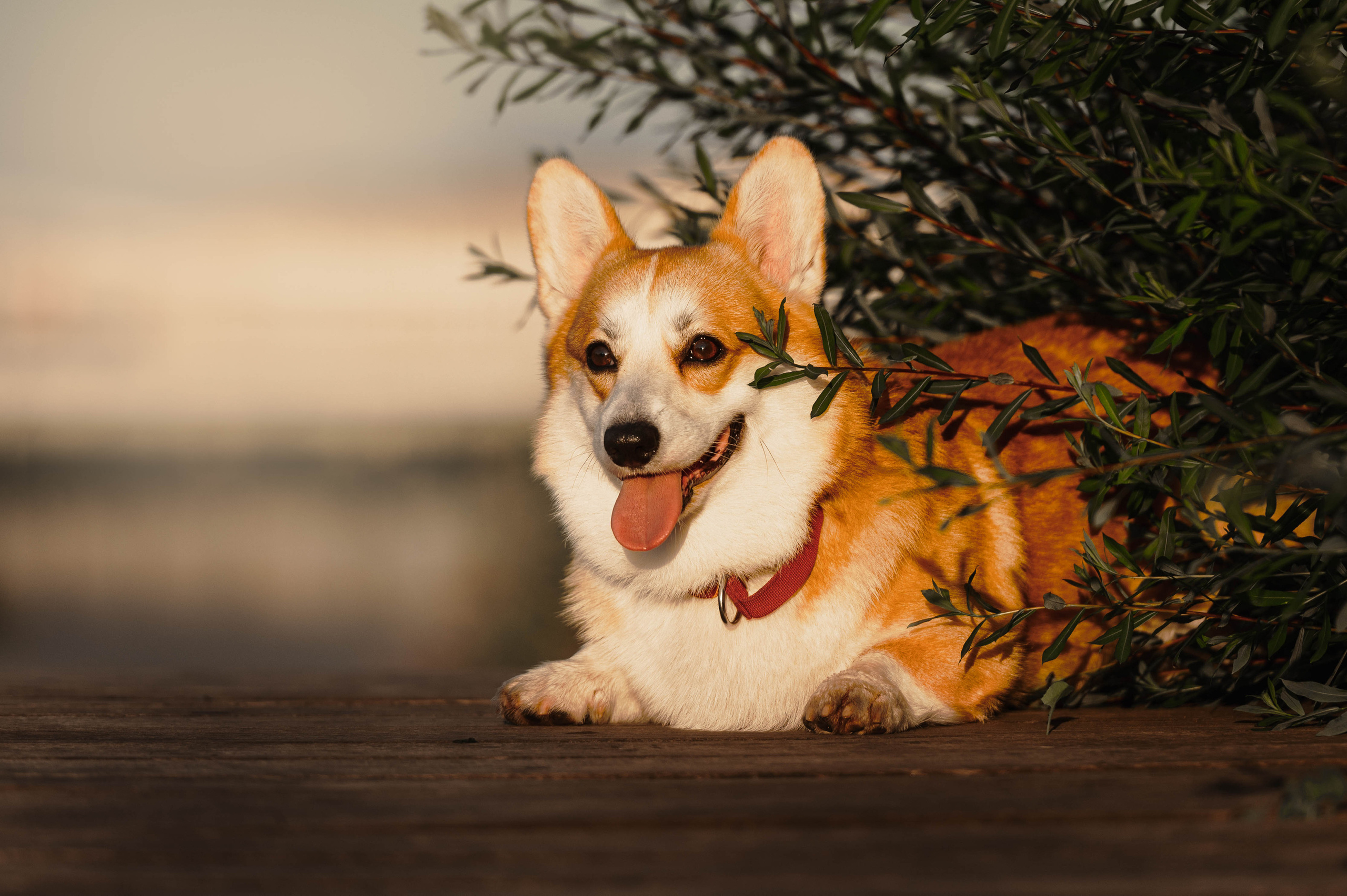 Тор и Парнас. Фотограф-анималист