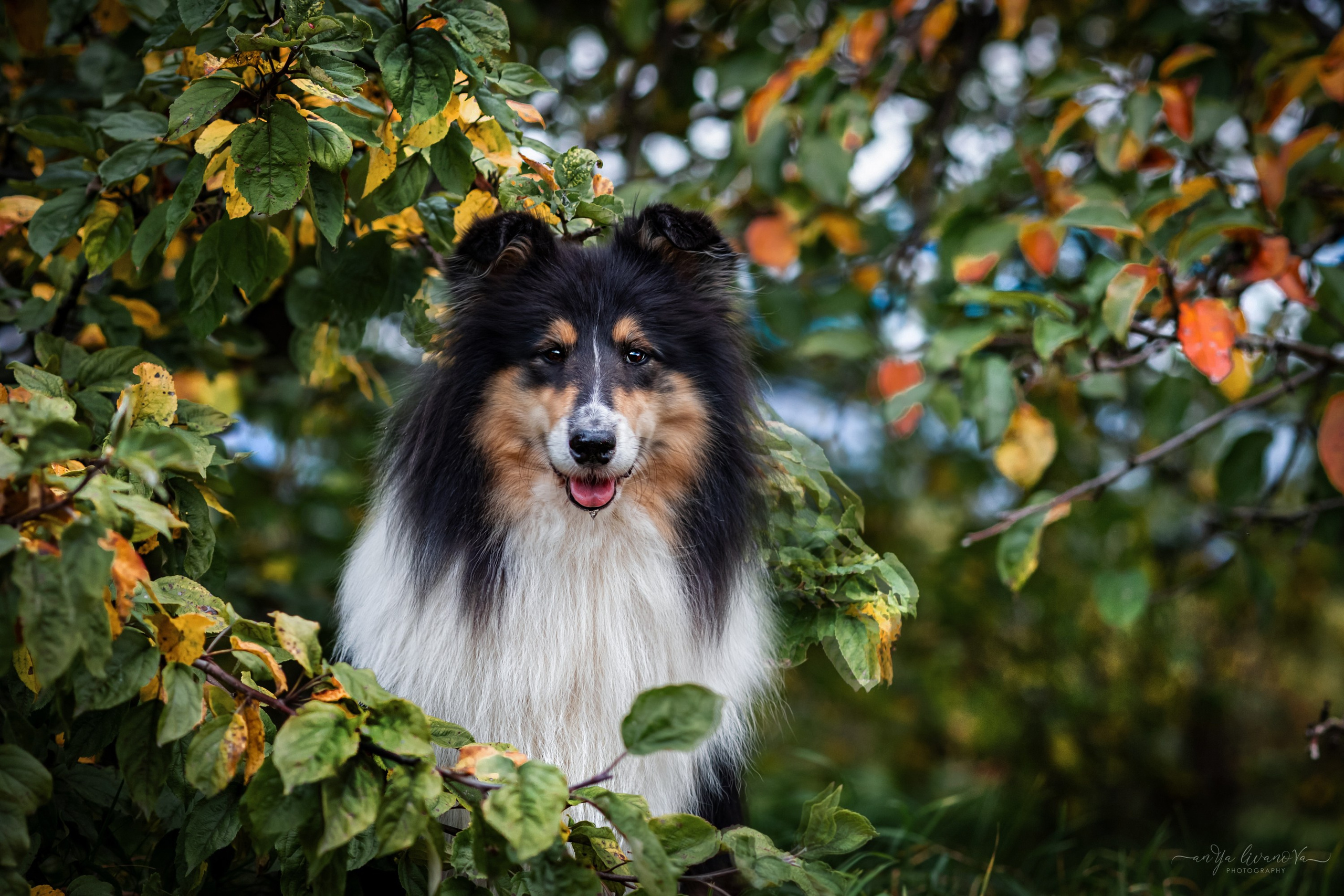 Оля и Вива. Фотограф анималист Аня Ливанова | Рыбинск