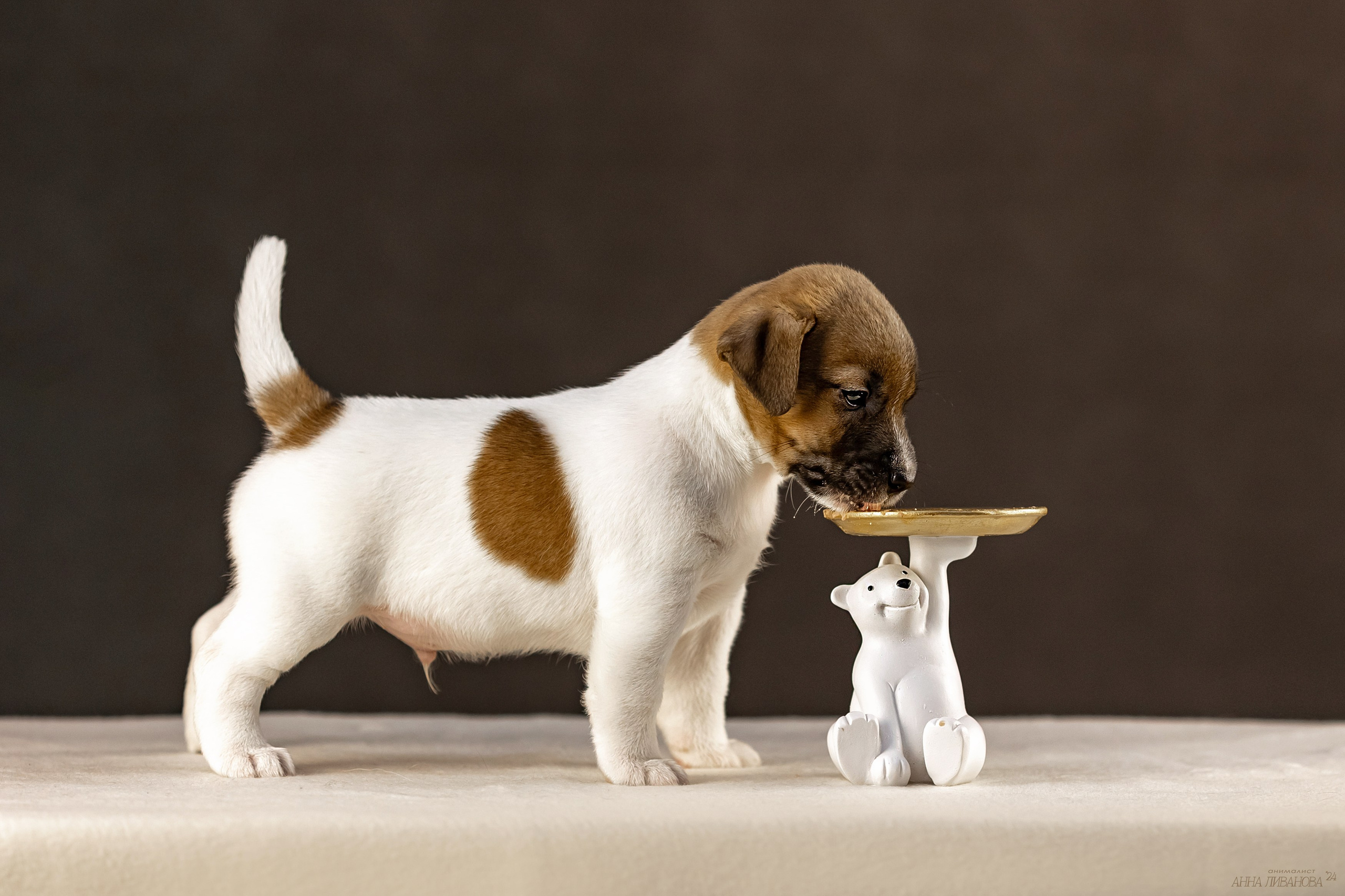 Джек расселы. Фотограф анималист Аня Ливанова | Рыбинск