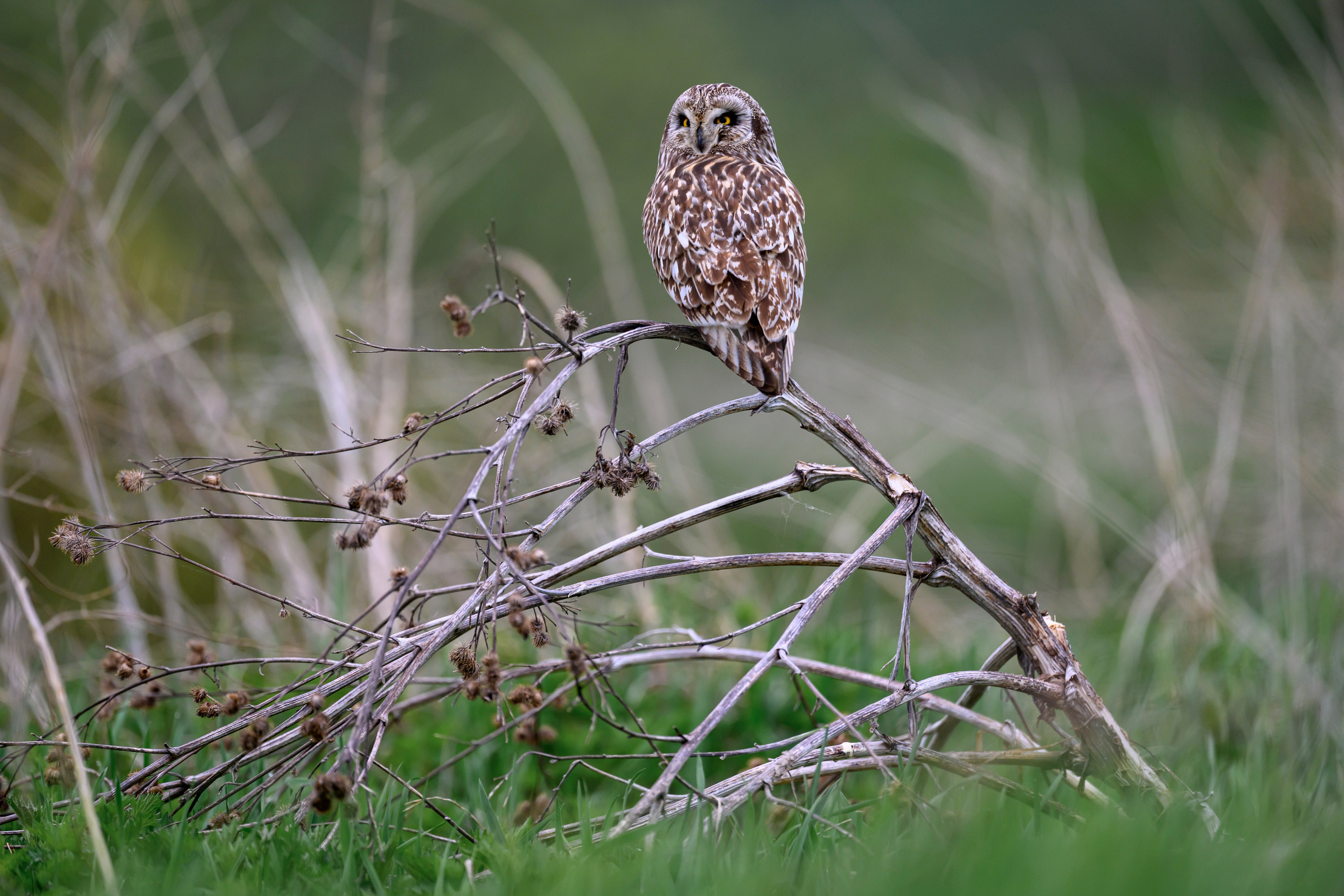 Болотные совы и лунь. Wildlife photography by Sergey Puponin