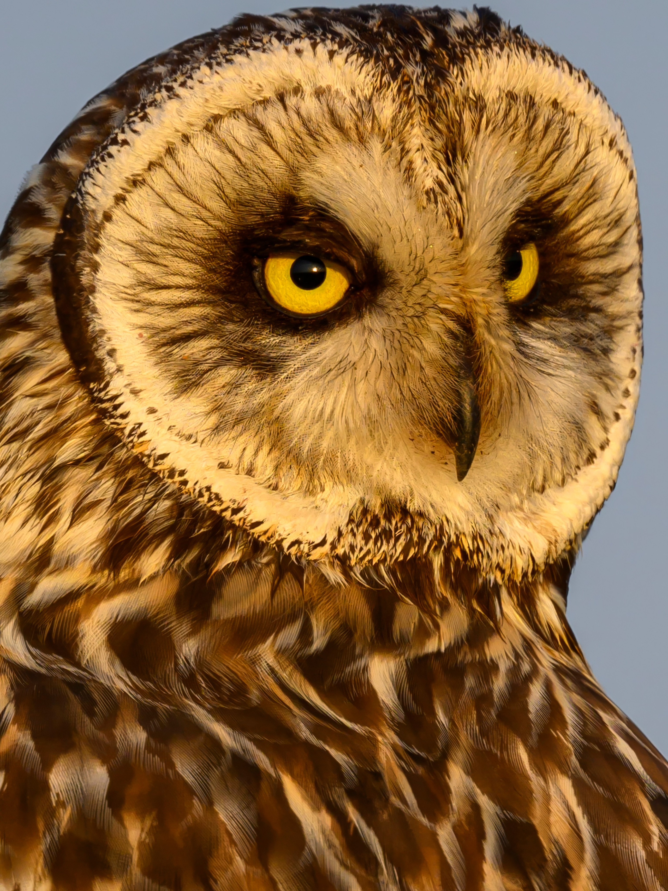 Short eared owl. Wildlife photography by Sergey Puponin