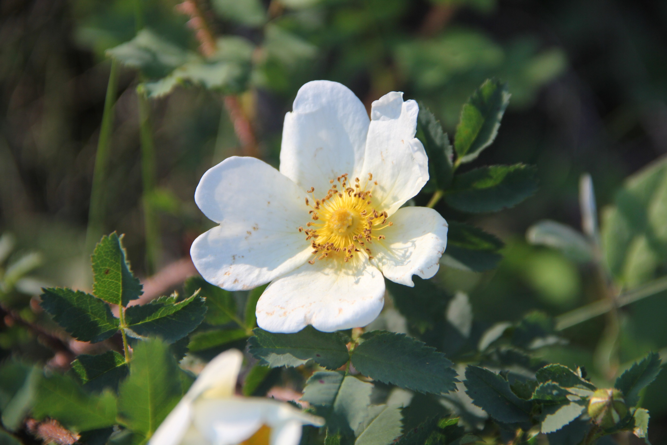 Весна. Ваш фотограф Северск | Томск