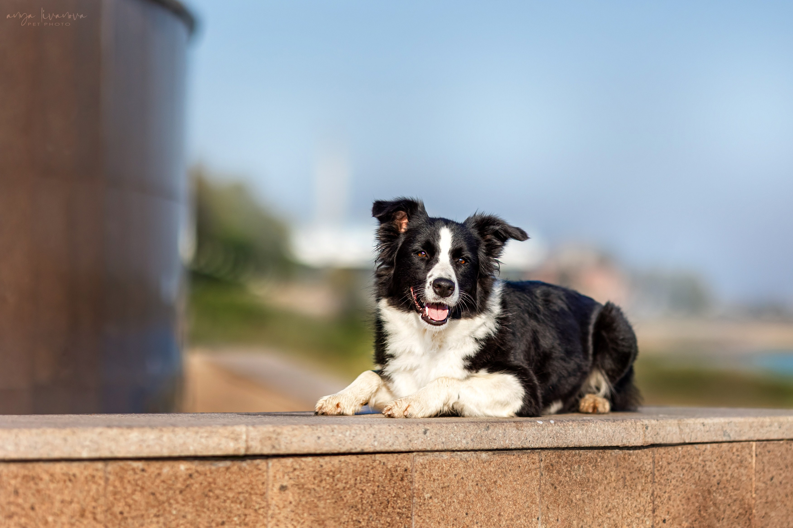 Алена и Майли. Фотограф анималист Аня Ливанова | Рыбинск