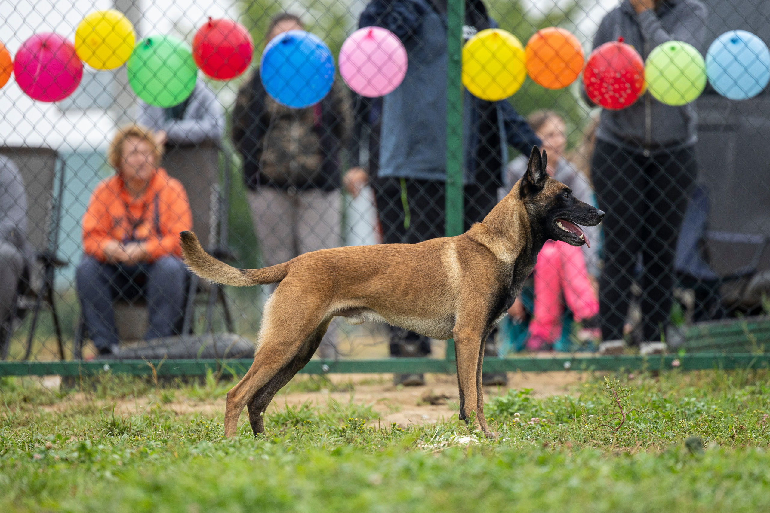 Соревнования по Мондьорингу г. Вологда 10-11.08.2024. Фотограф-анималист Анна Маринич