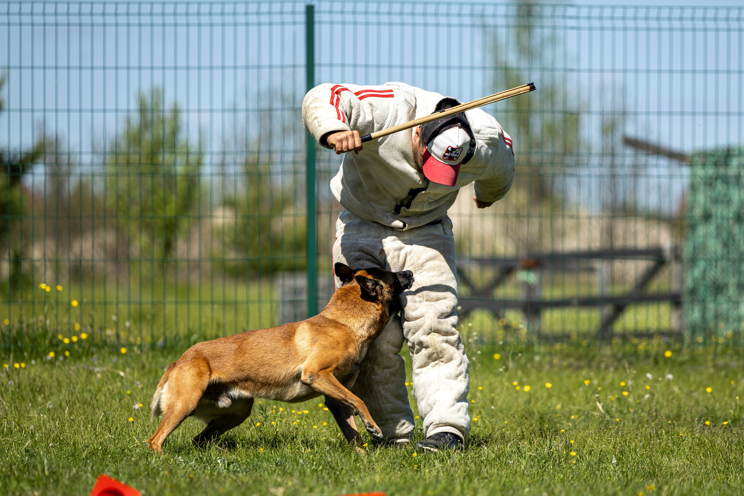 Испытания по мондьорингу в Нижнем Новгороде. Фотограф-анималист Анна Маринич