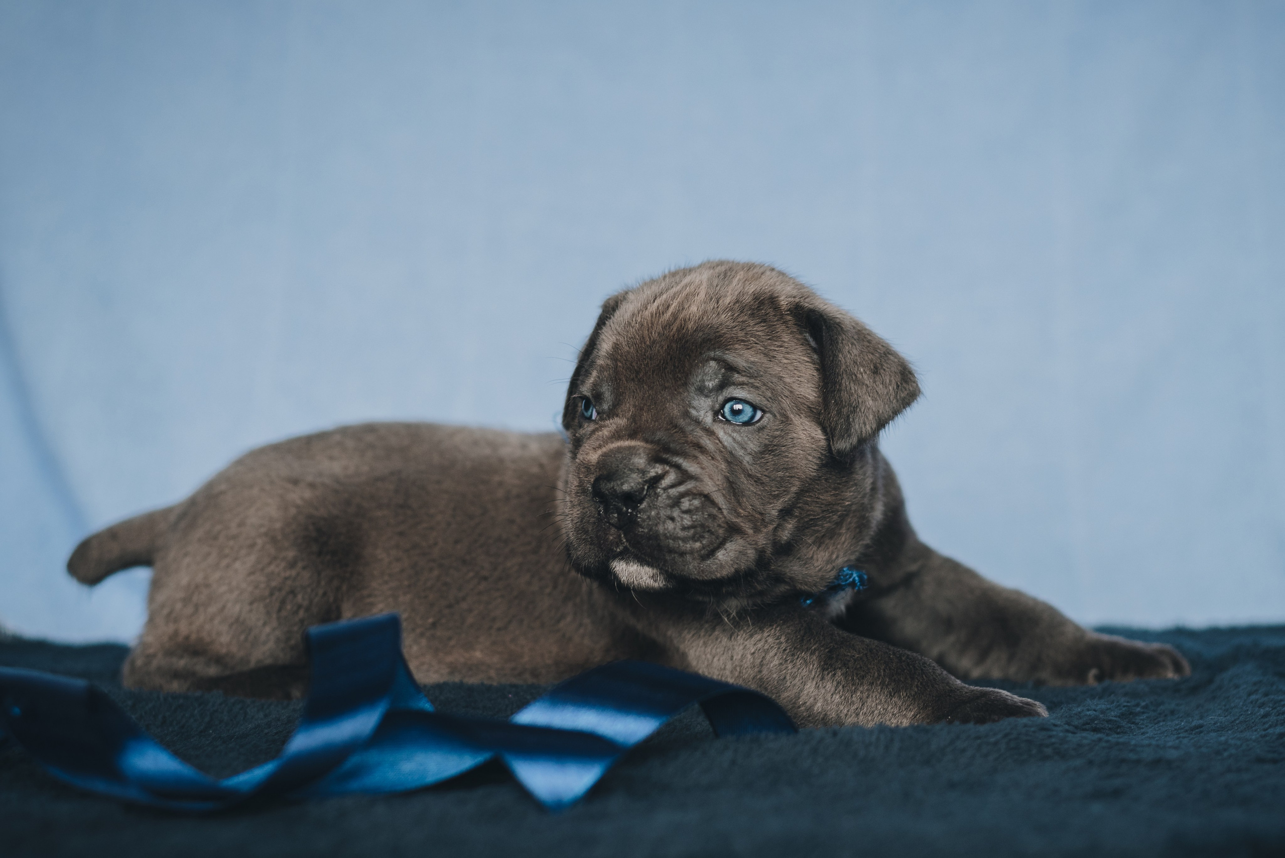 Cane Corso. Natalia Finch Photography — Family, Kids & Pet Photographer in Chicago, IL
