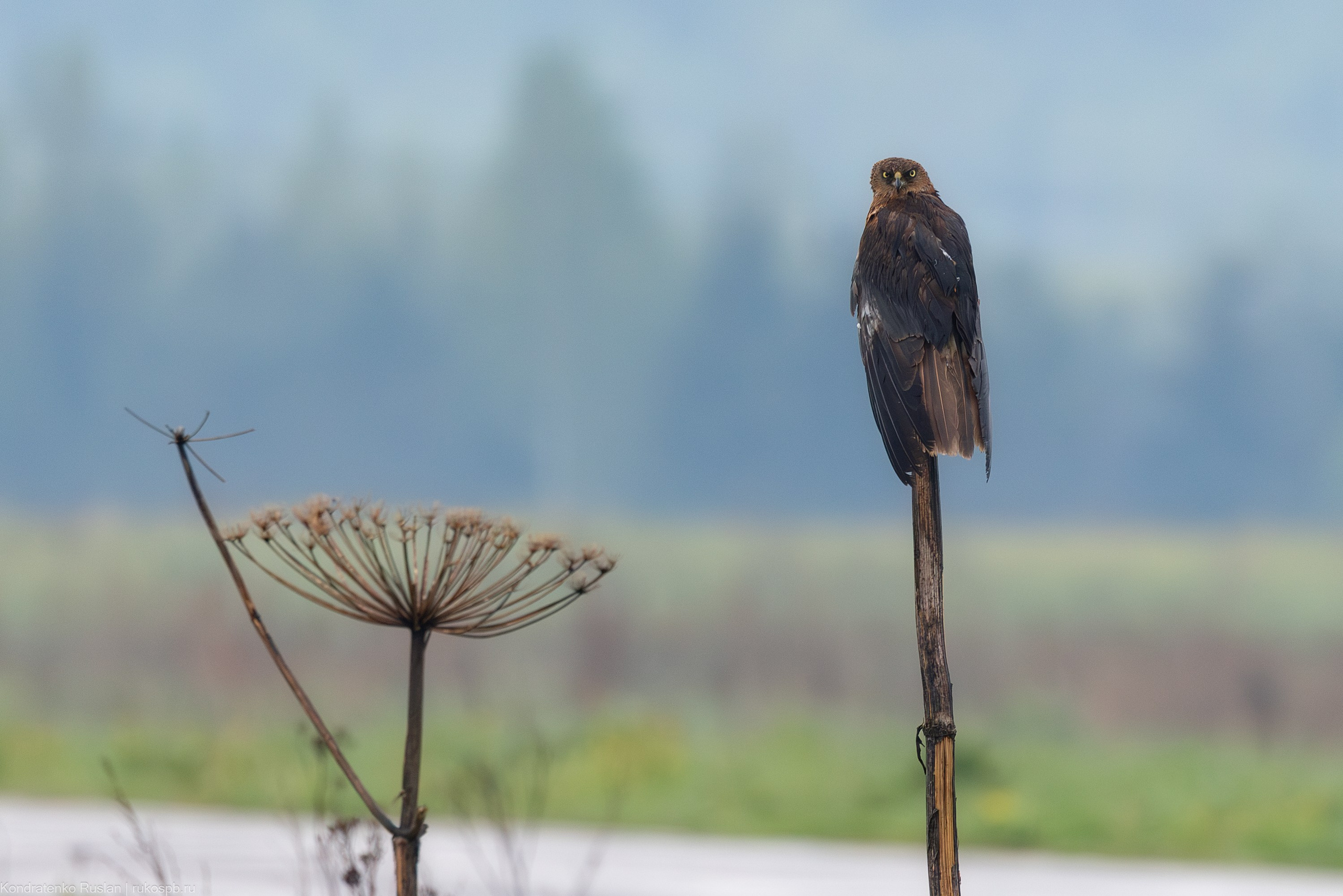 Болотный лунь. Архитектурный и пейзажный фотограф Кондратенко Руслан, Санкт-Петербург