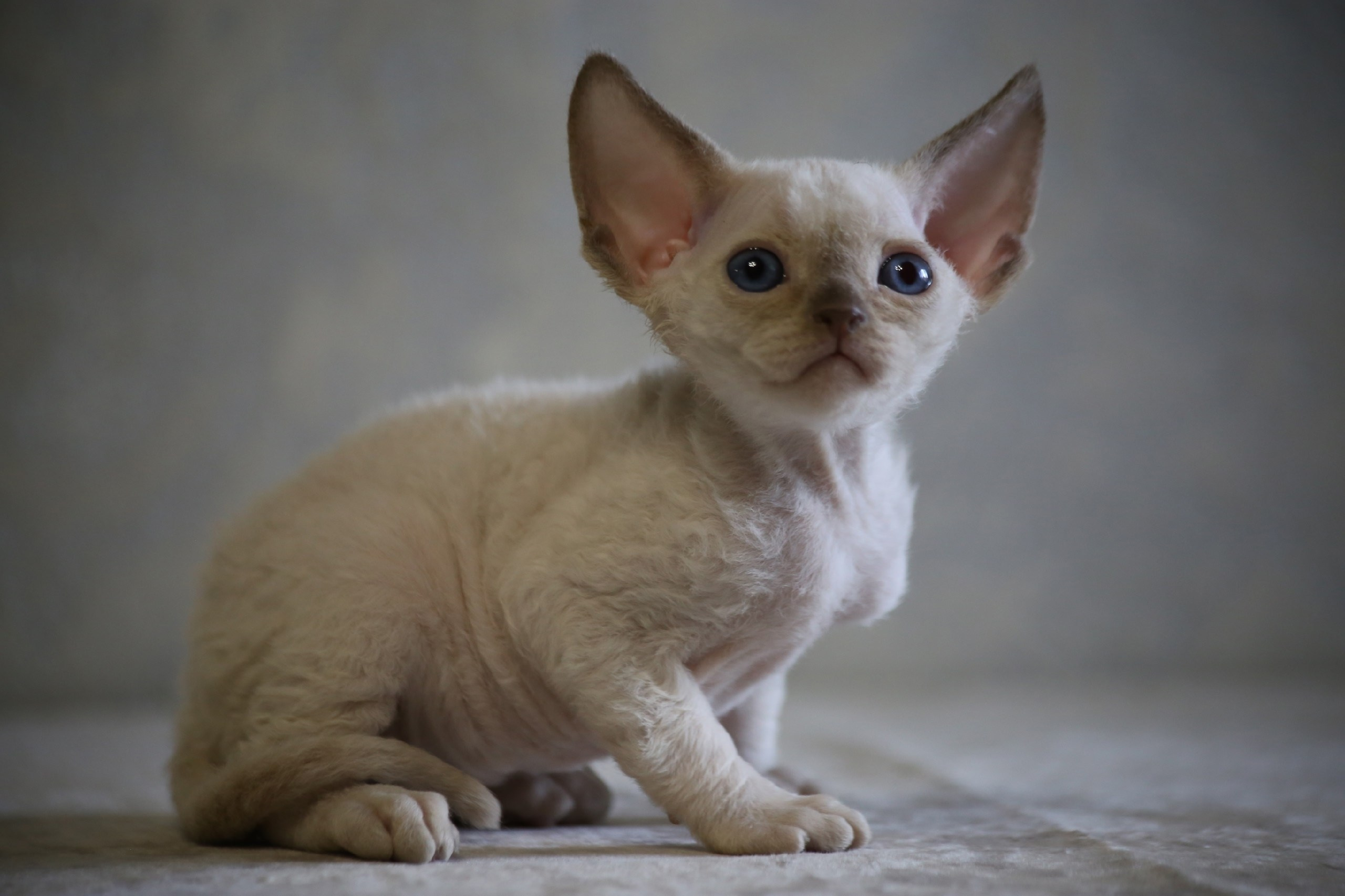 Nevskiy Favorite котик Аllegretto DRX p 33 д/р 25.08.26. Nevskiy Favorite — питомник девон-рексов в Санкт-Петербурге|Москве. Здоровые, ласковые и редкие котята