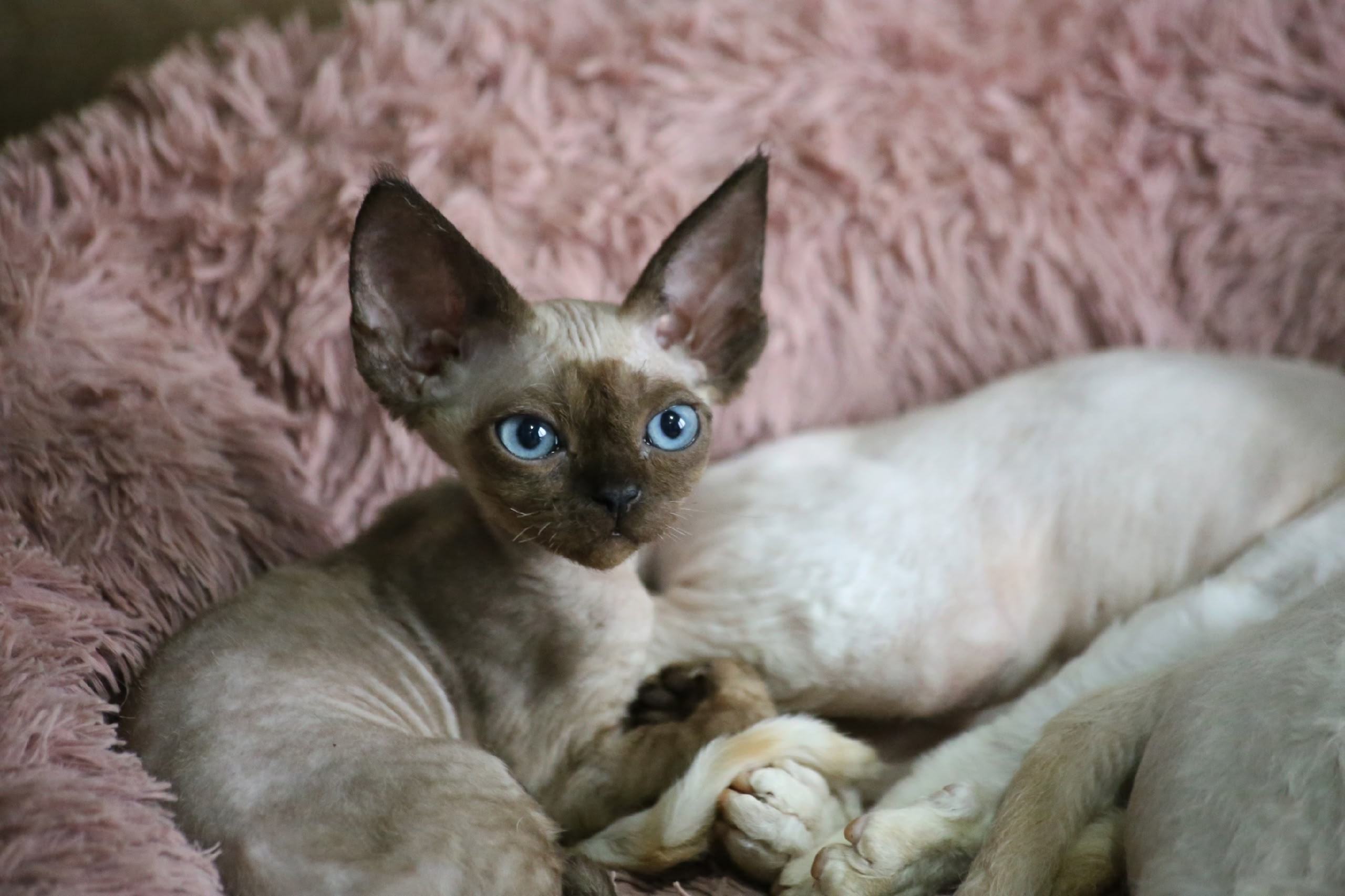 DRX n 32 кошечка Nevskiy Favorite Xiao Meow д/р 20 06.2026. Nevskiy Favorite — питомник девон-рексов в Санкт-Петербурге. Здоровые, ласковые и редкие котята
