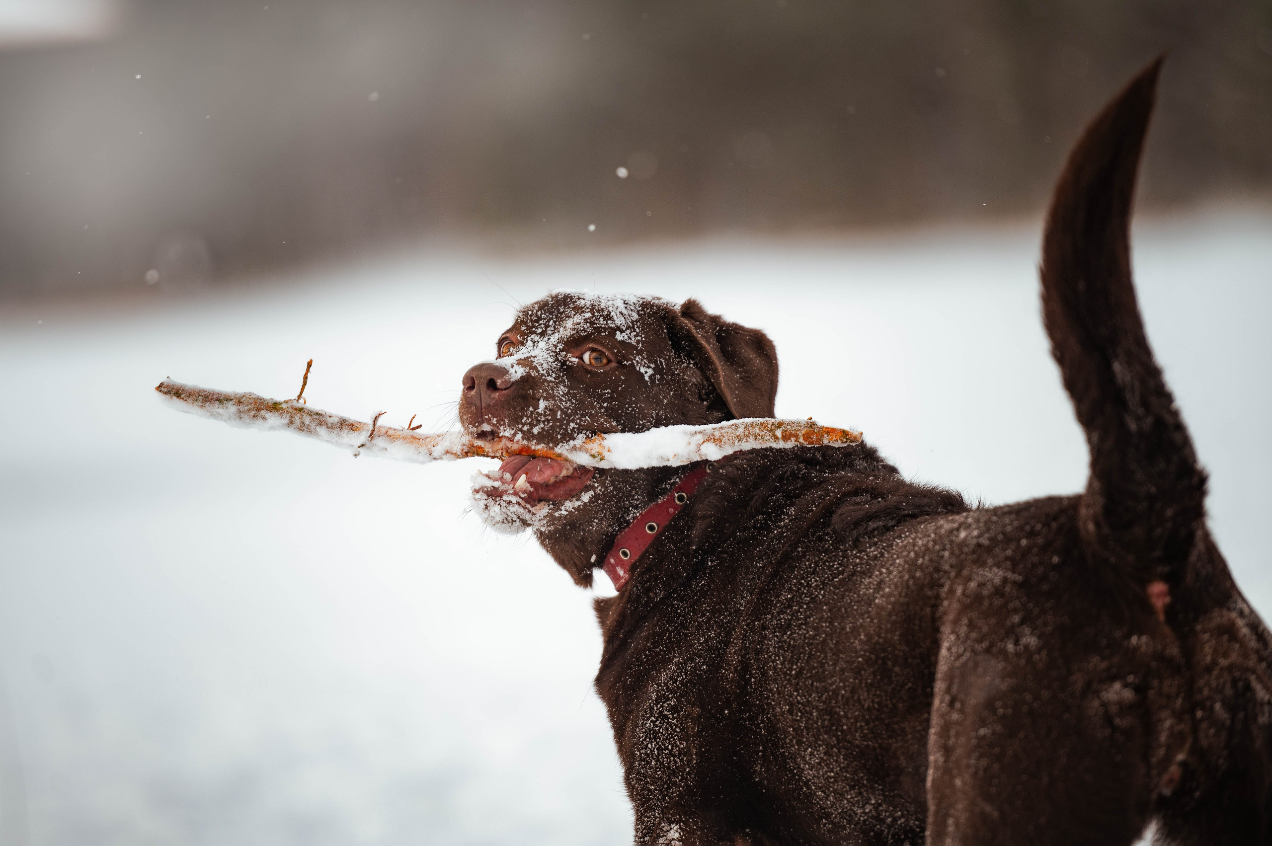 Прогулка на Лыткаринском карьере. Фотограф-анималист
