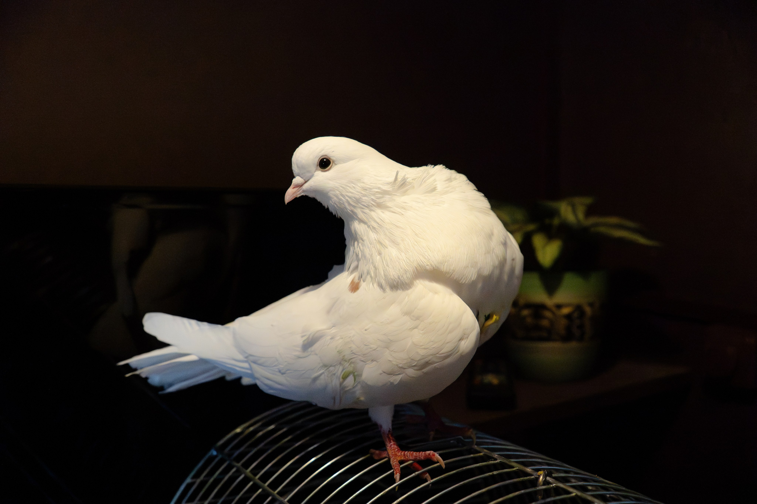 NEGA.land. JOHNNY SOLOVEV VISION