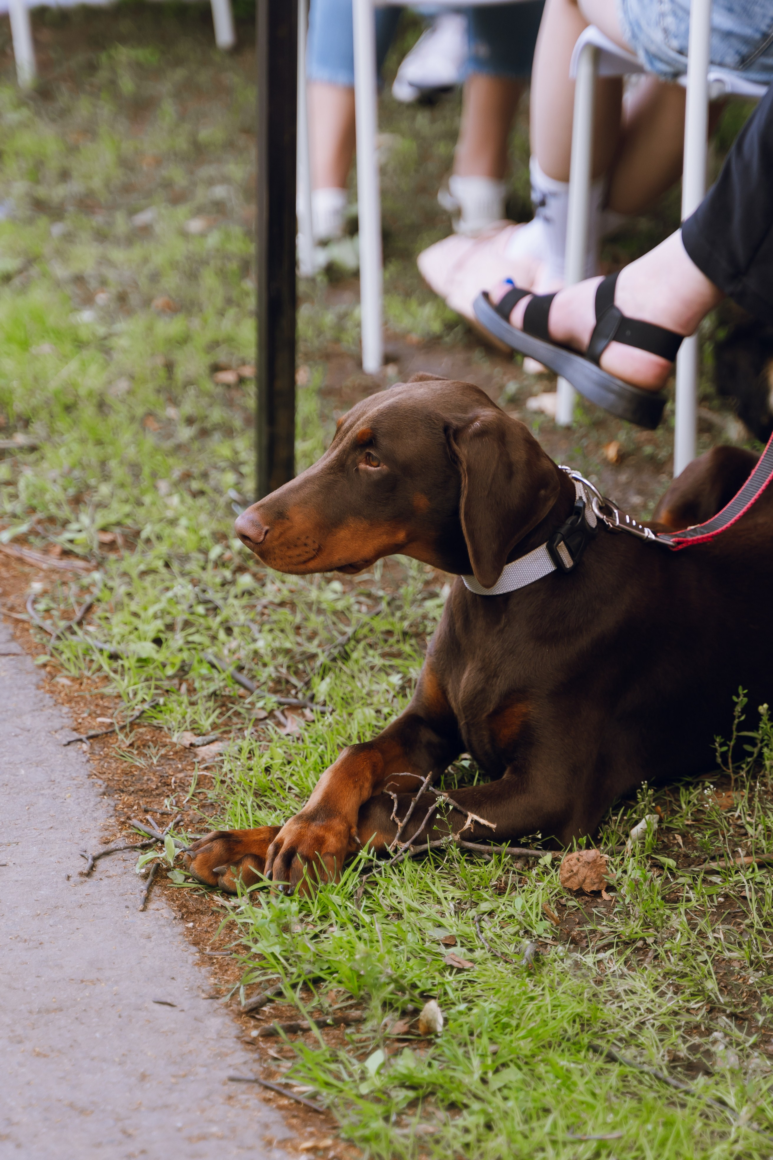 Площадка фестиваля «Мампус и его друзья» в Лесопарке 2025. Фотограф Надежда Погребняк | Рязань | Москва